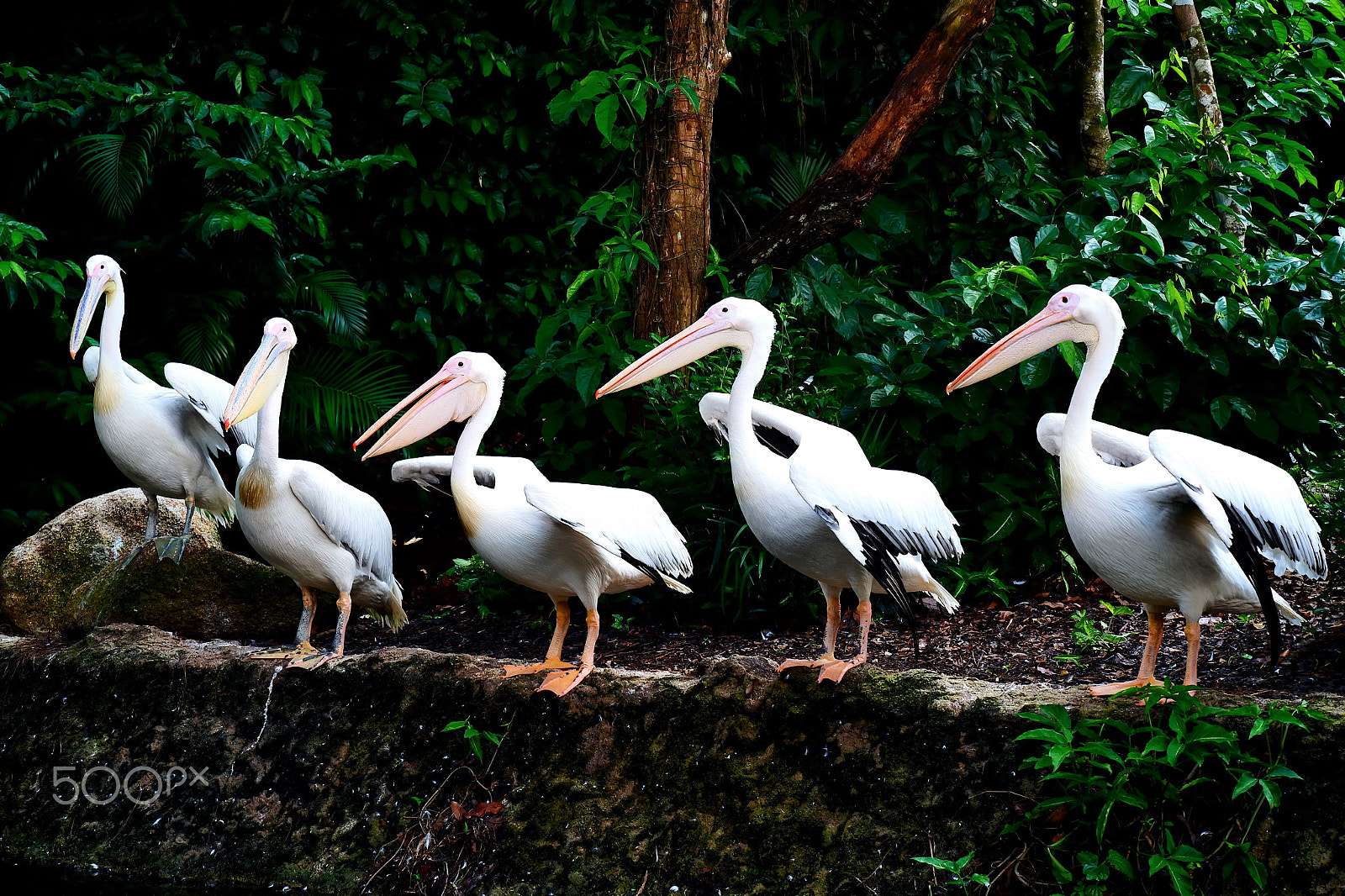 Fujifilm X-A10 sample photo. The line up of beauties! photography