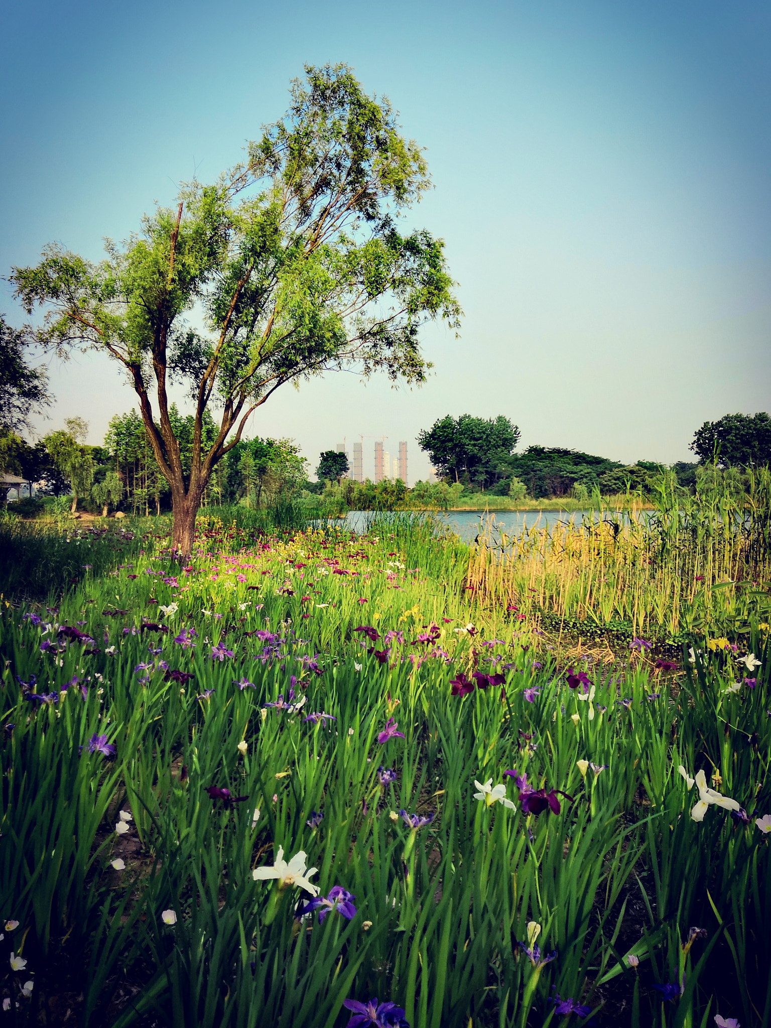 HUAWEI Honor 10 sample photo. Flowers at lakeside，6 photography