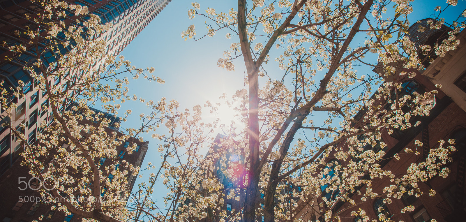 Nikon D850 sample photo. New york photography