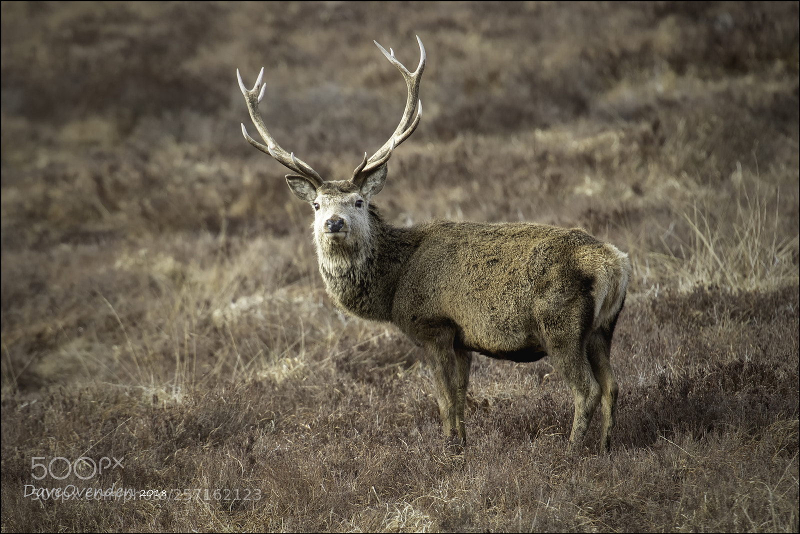 Canon EOS-1D X Mark II sample photo. Stag photography