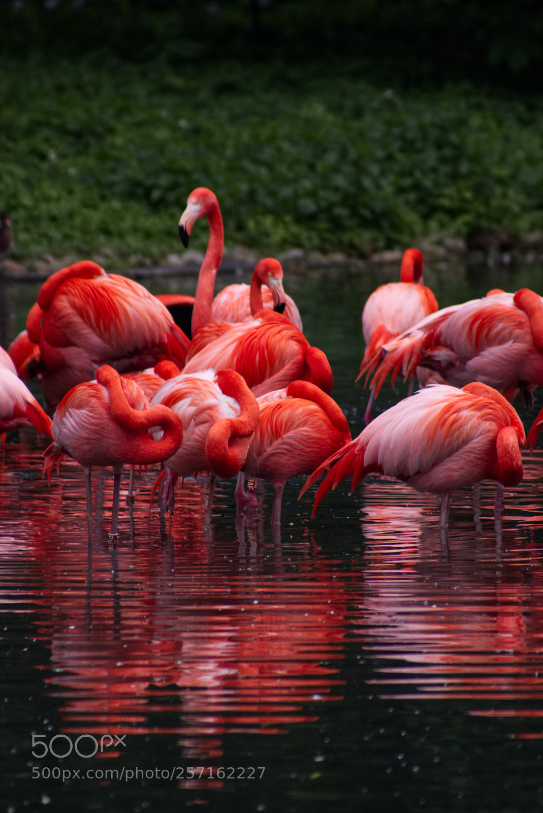 Canon EOS 70D sample photo. Red photography