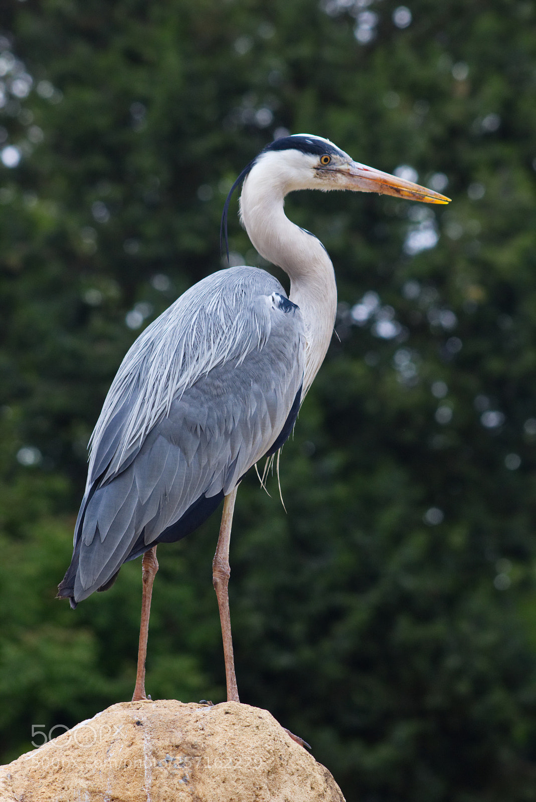 Canon EOS 70D sample photo. Graureier photography