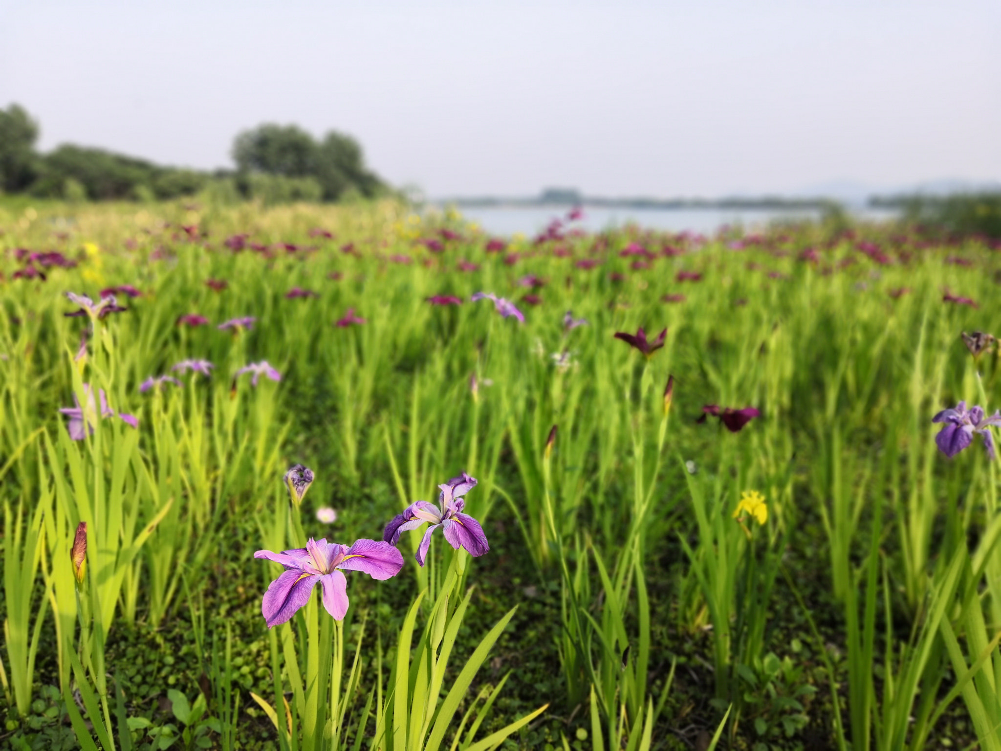HUAWEI Honor 10 sample photo. Flowers at lakeside，7 photography