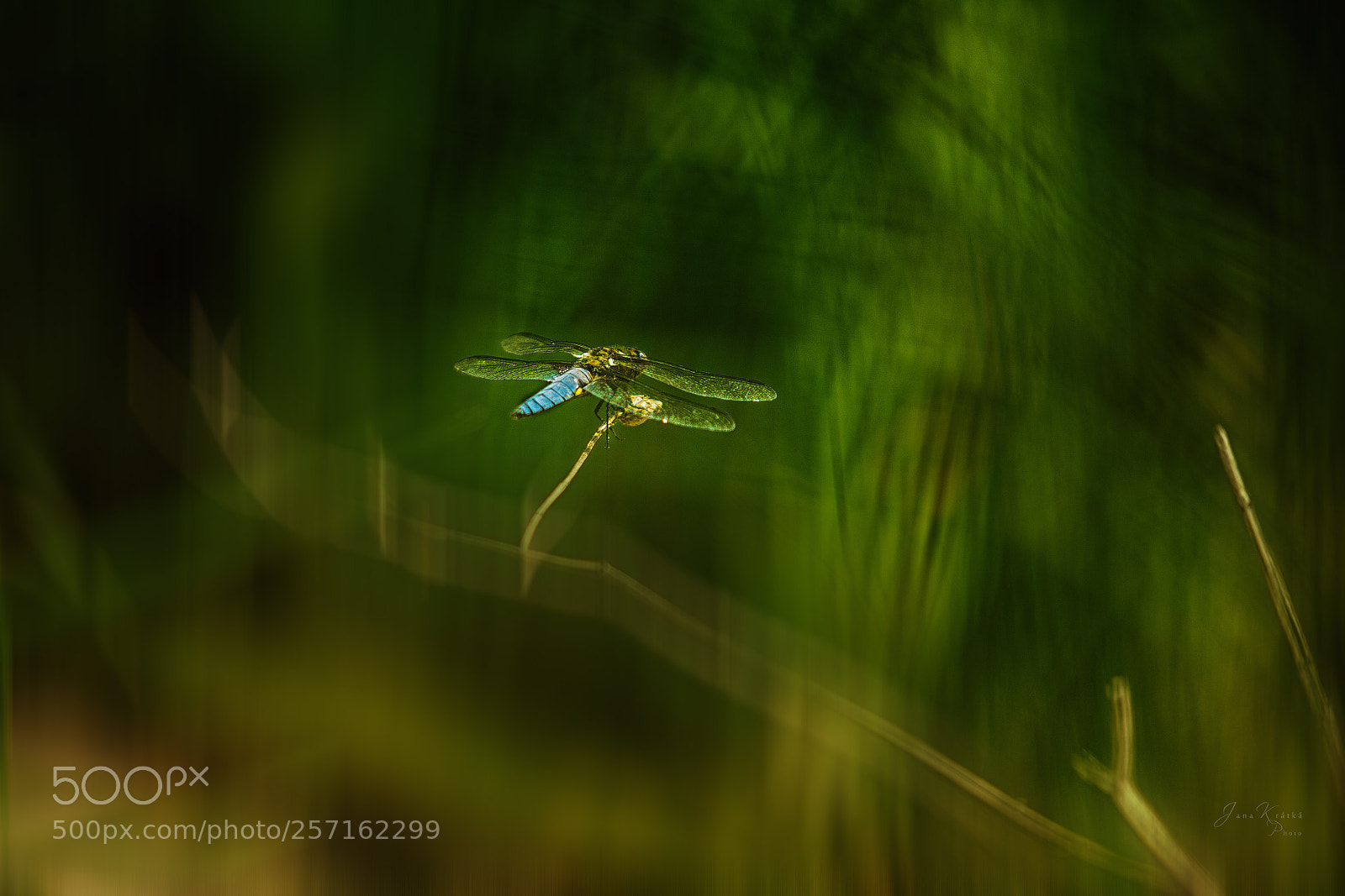 Canon EOS 6D sample photo. Orthetrum cancellatum - black-tailed photography