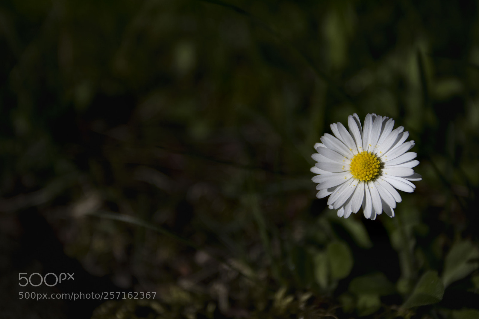 Canon EOS 7D Mark II sample photo. Walk in the park photography