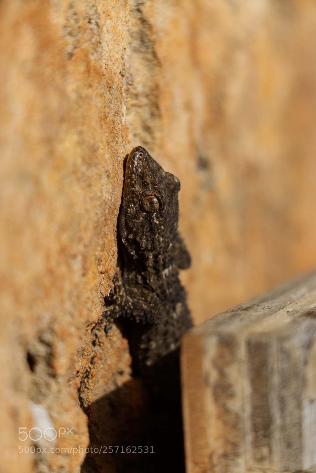 Canon EOS 70D sample photo. Versteck photography
