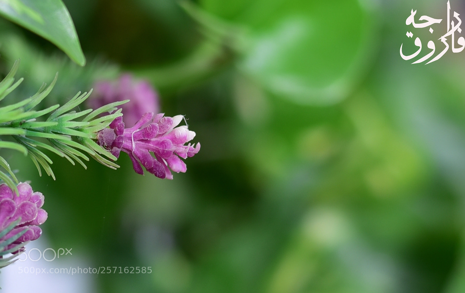 Nikon D750 sample photo. M photography