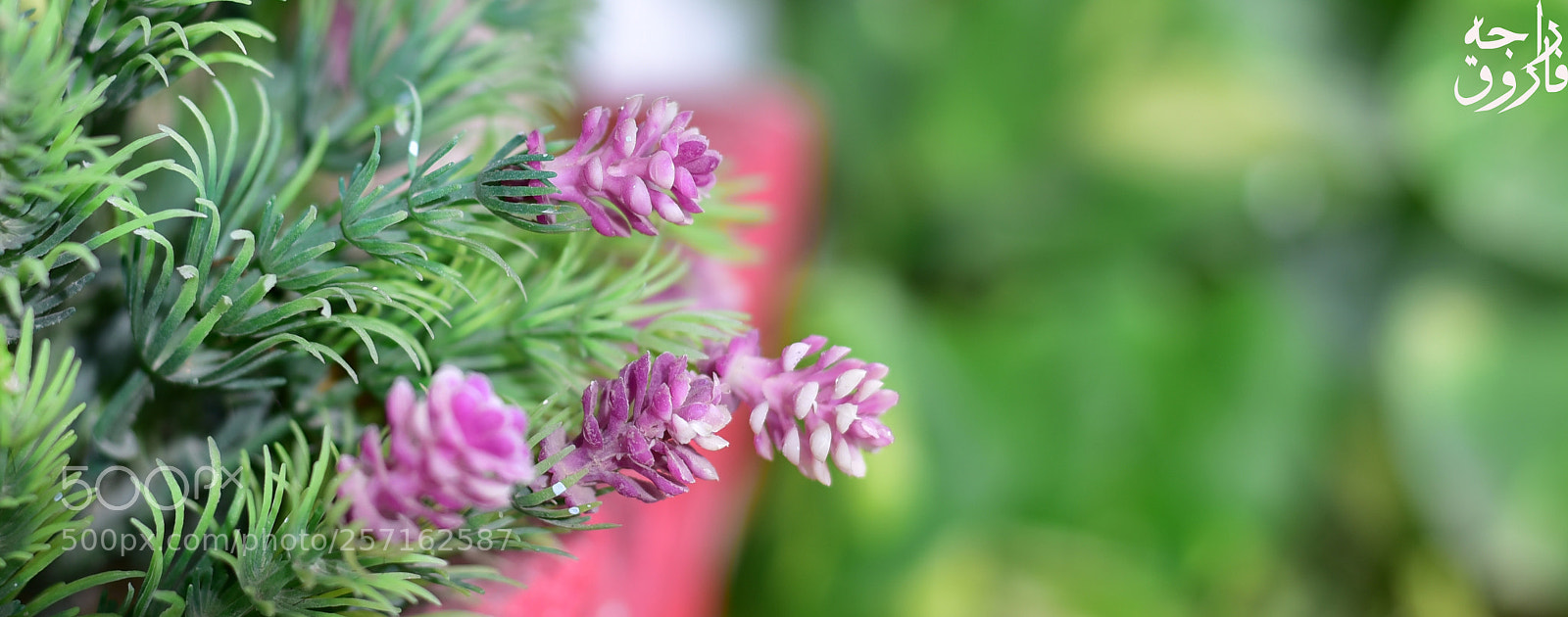 Nikon D750 sample photo. Dsc photography