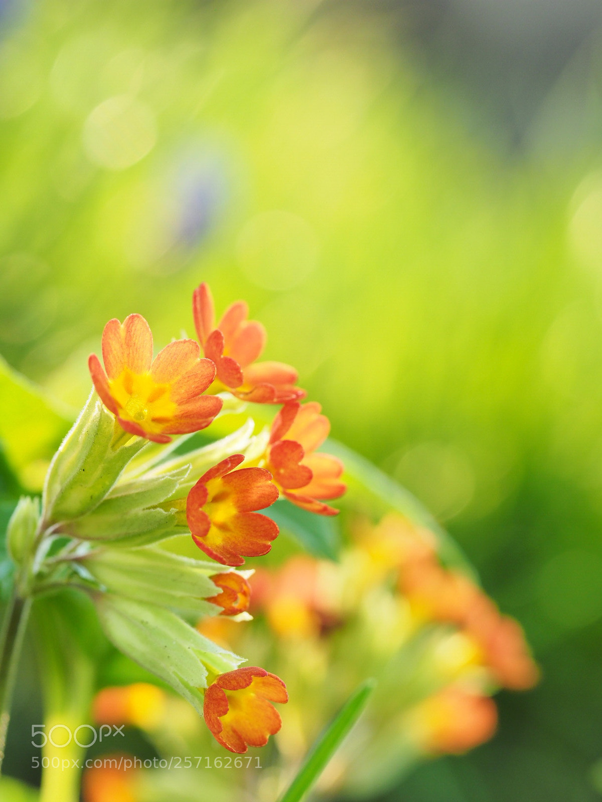Olympus OM-D E-M1 Mark II sample photo. Cowslip photography
