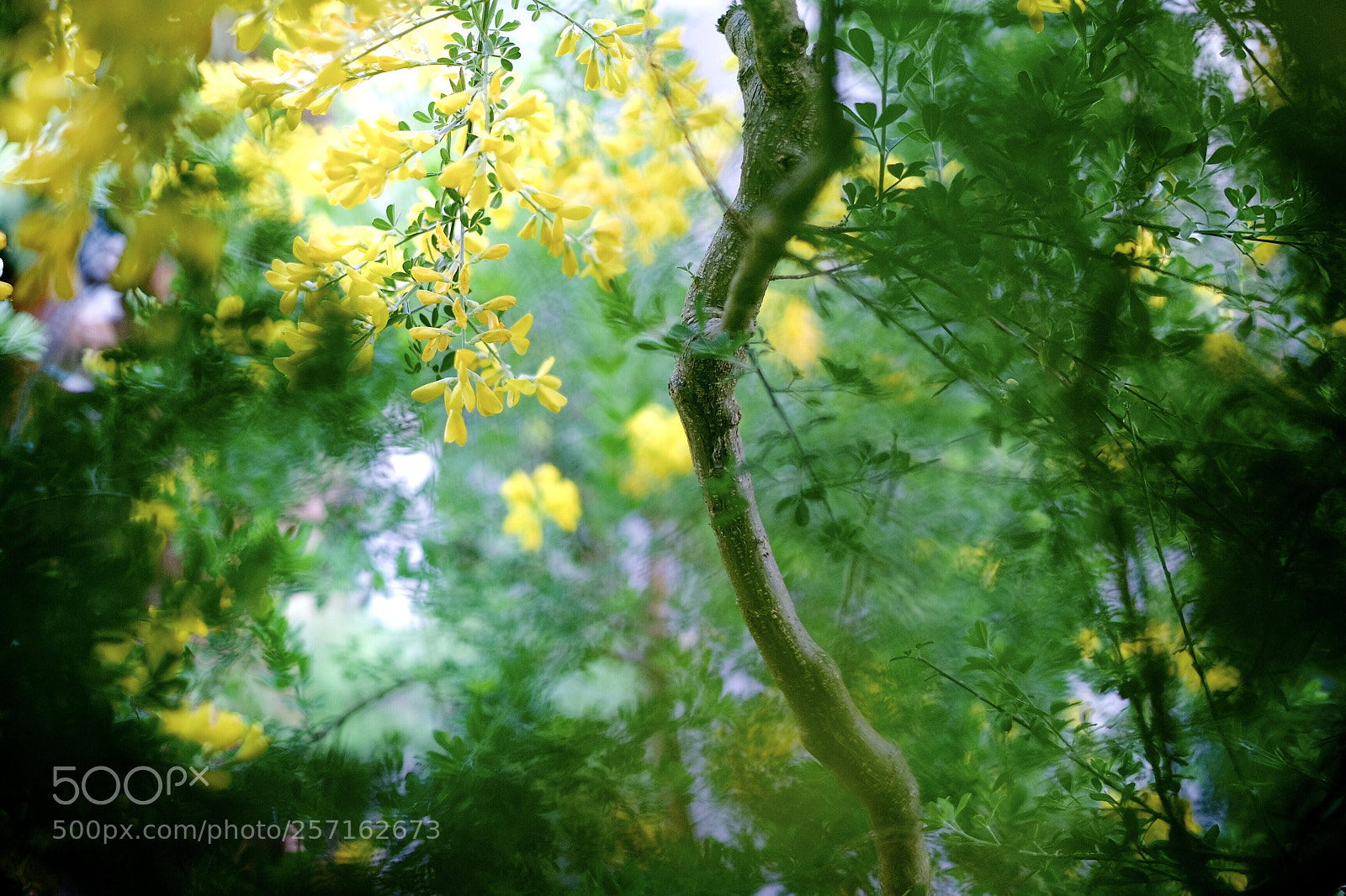 Fujifilm X-T1 sample photo. Scottish broom photography