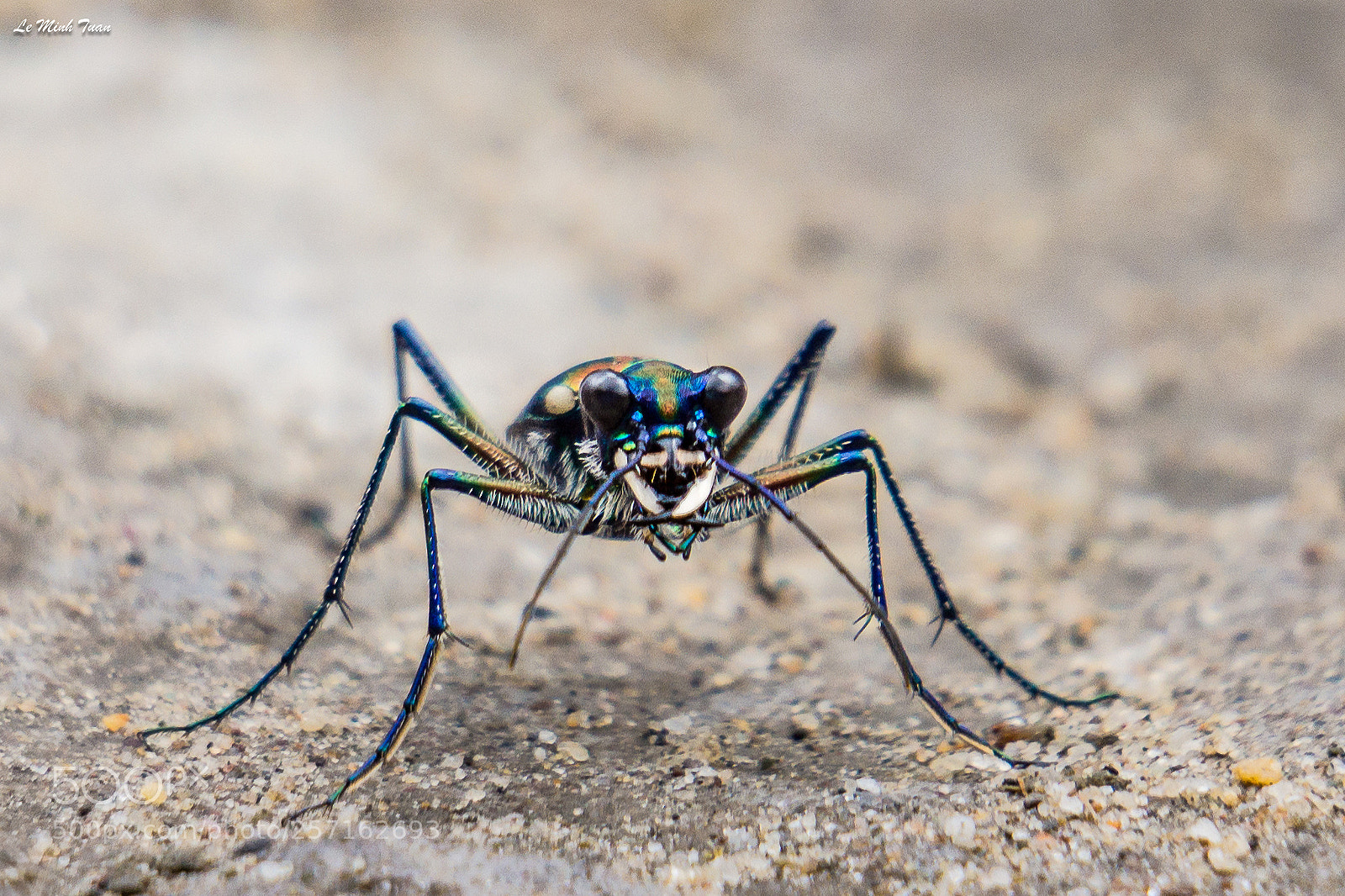 Sony Alpha NEX-7 sample photo. Tiger beetle photography