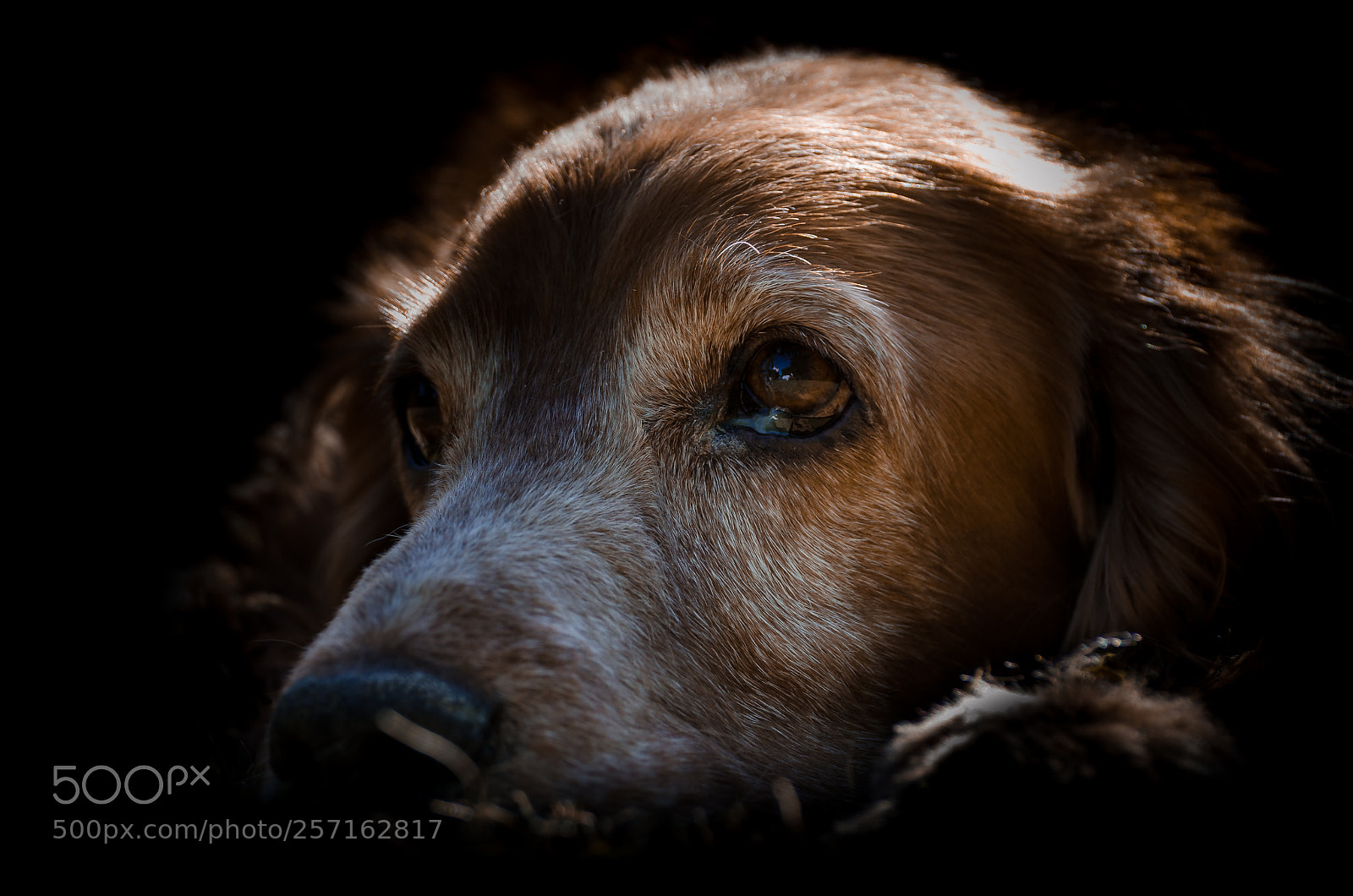 Nikon D7000 sample photo. Dog cocker spaniel photography