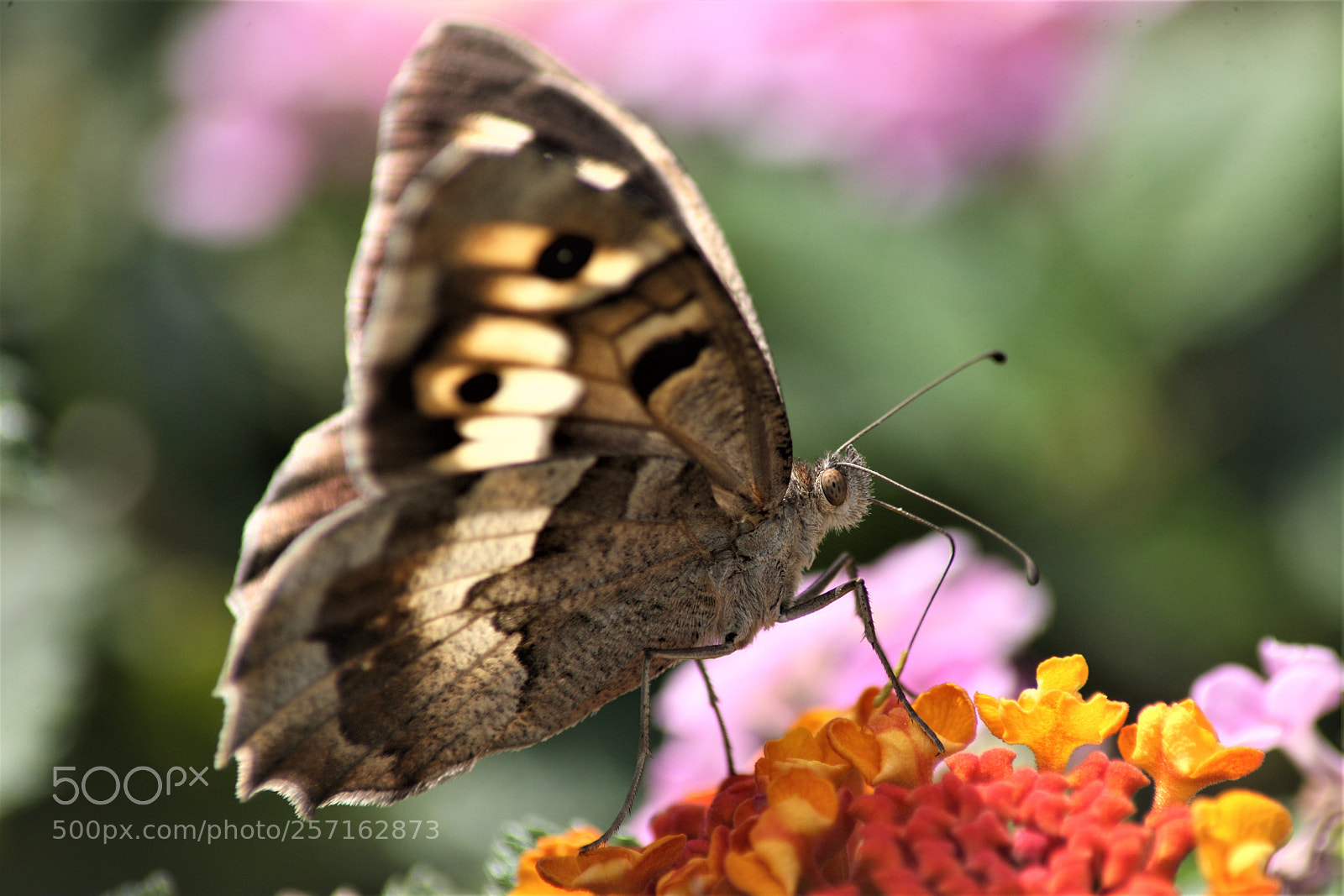 Canon EOS-1Ds Mark III sample photo. Beauty  butterfly photography