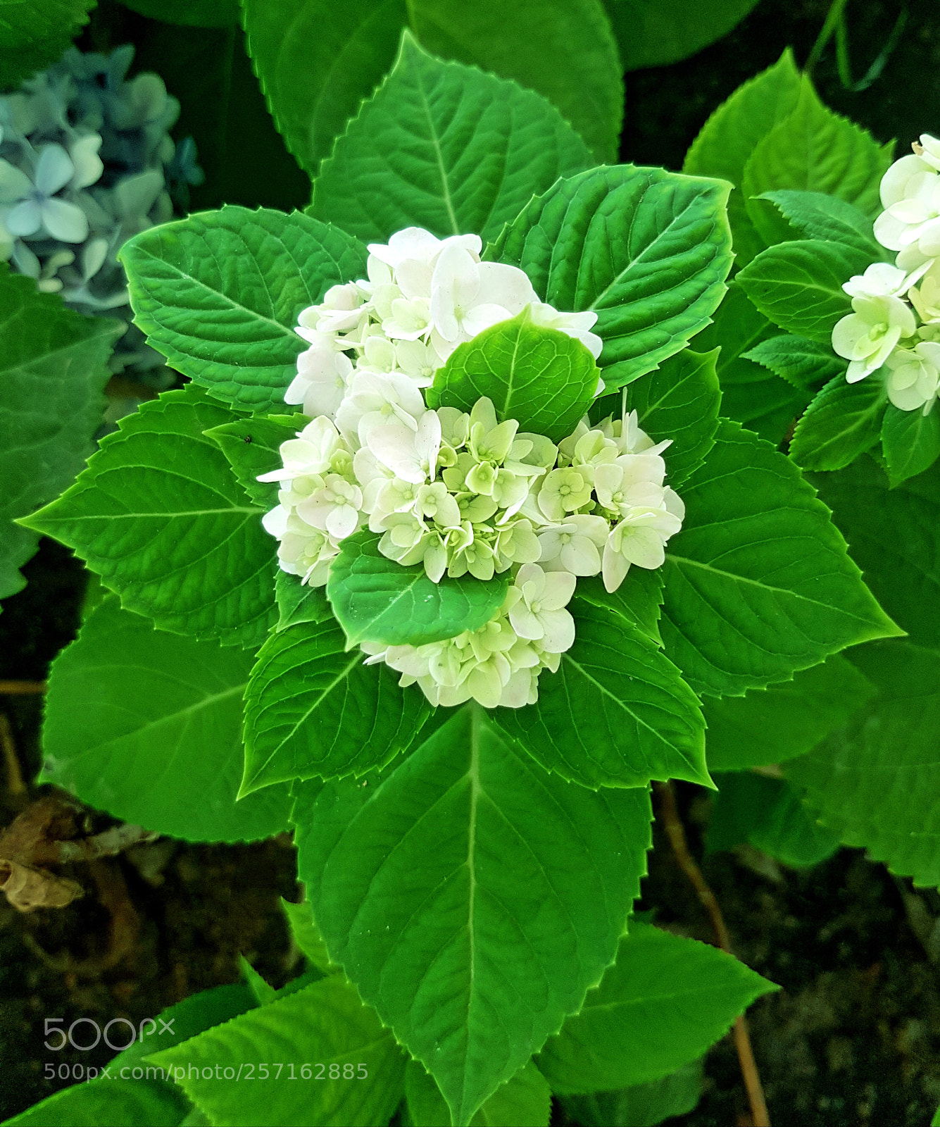 Samsung Galaxy S7 Edge sample photo. Untitled photography