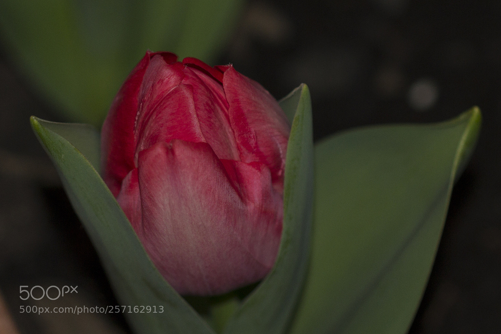 Canon EOS 60D sample photo. Tulipano da bulbo photography