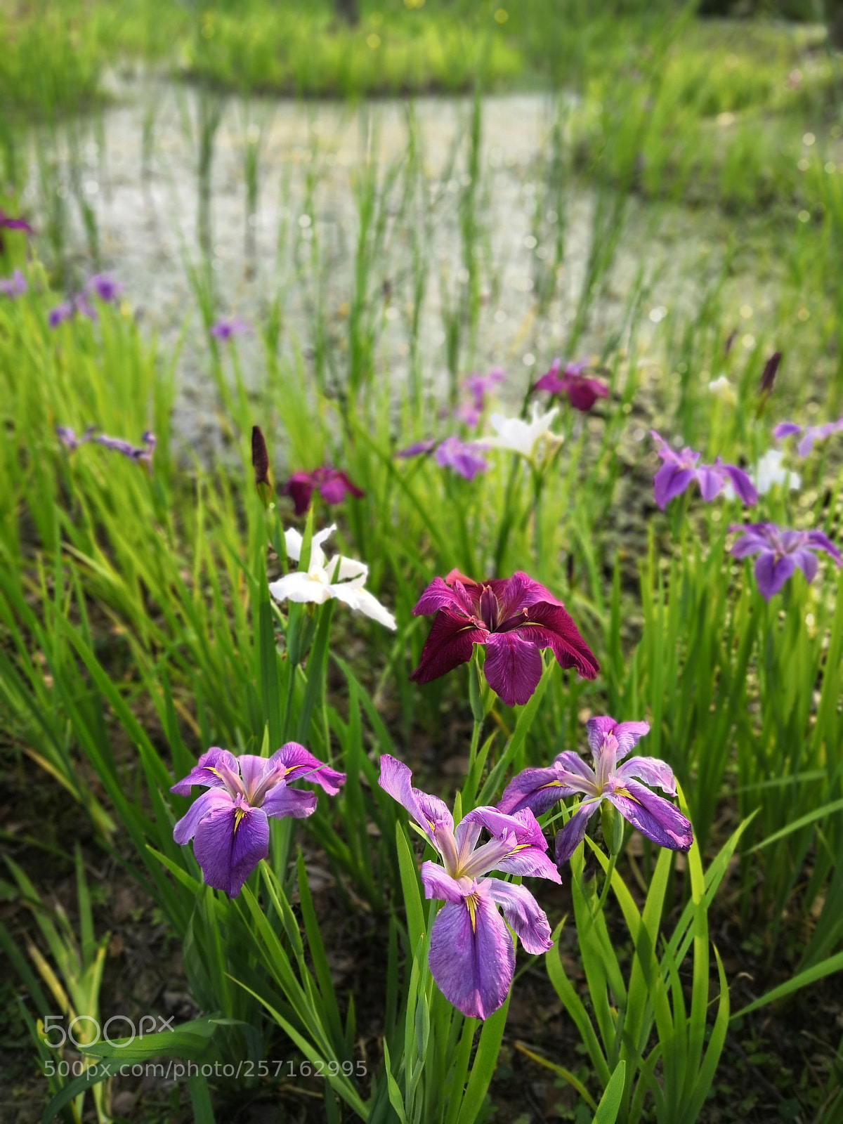 HUAWEI Honor 10 sample photo. Flowers at lakeside，9 photography
