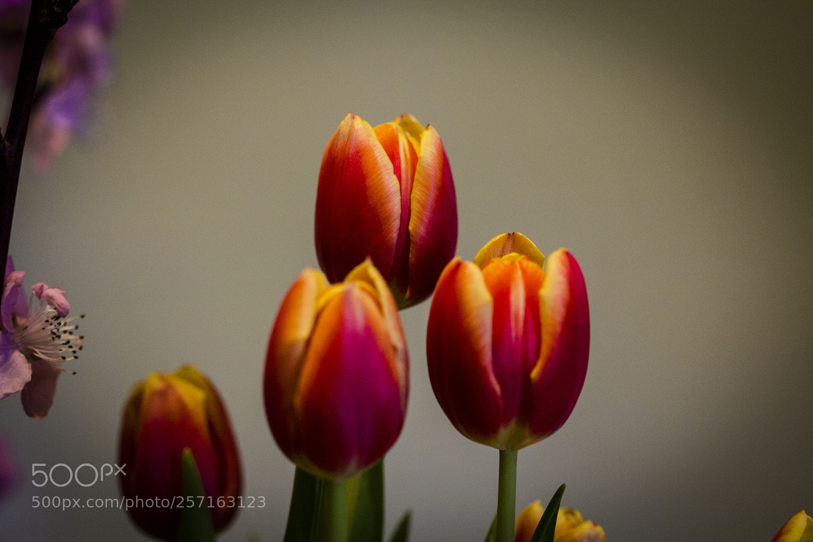 Canon EOS 60D sample photo. Tulipani photography