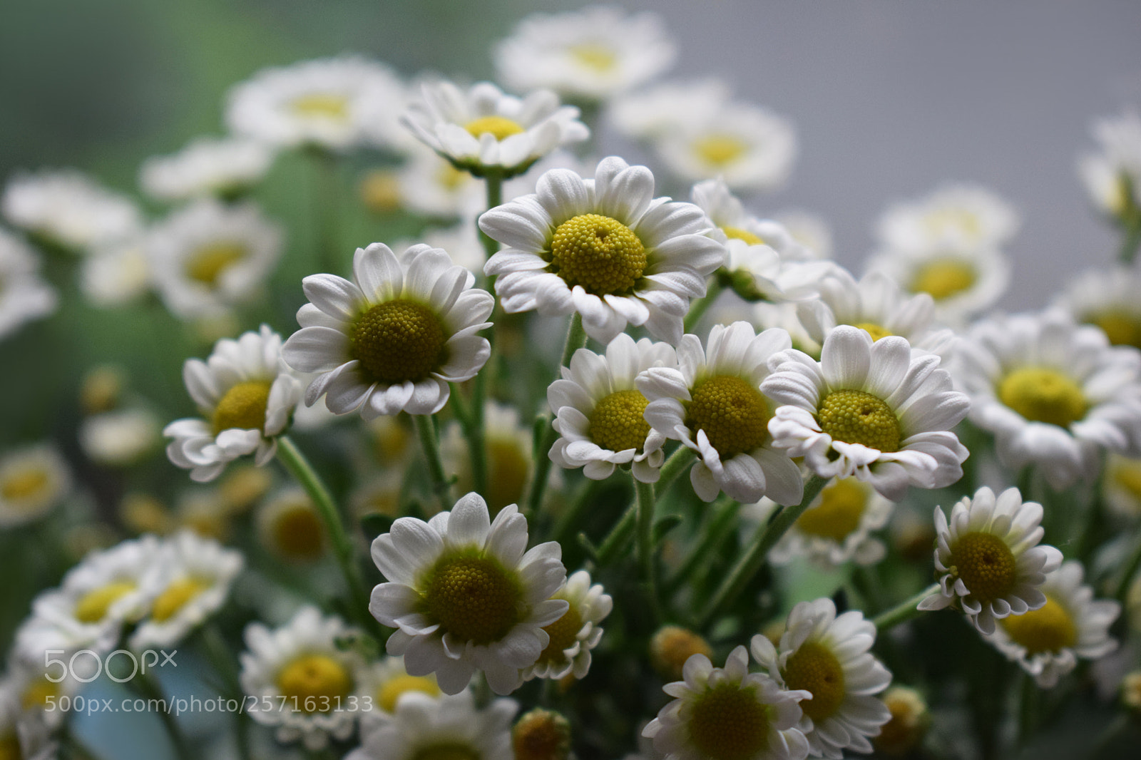 Nikon D5300 sample photo. White chrysanthemum photography