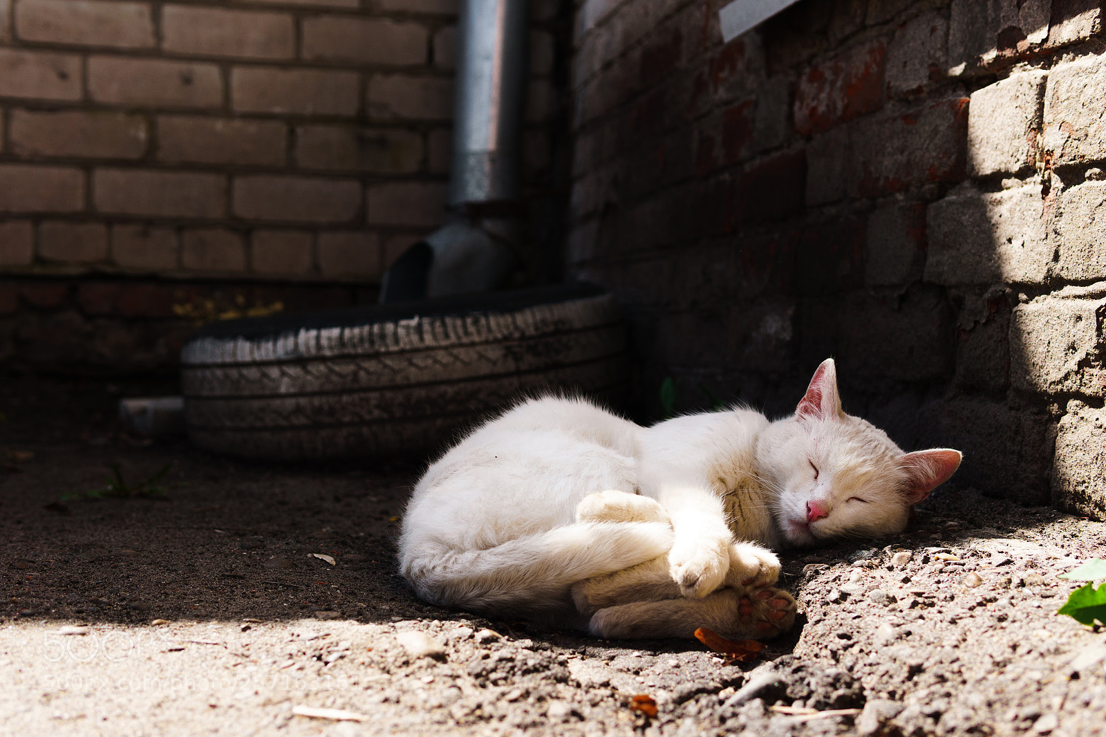 Sony a6000 sample photo. Sleeping marshmellow photography