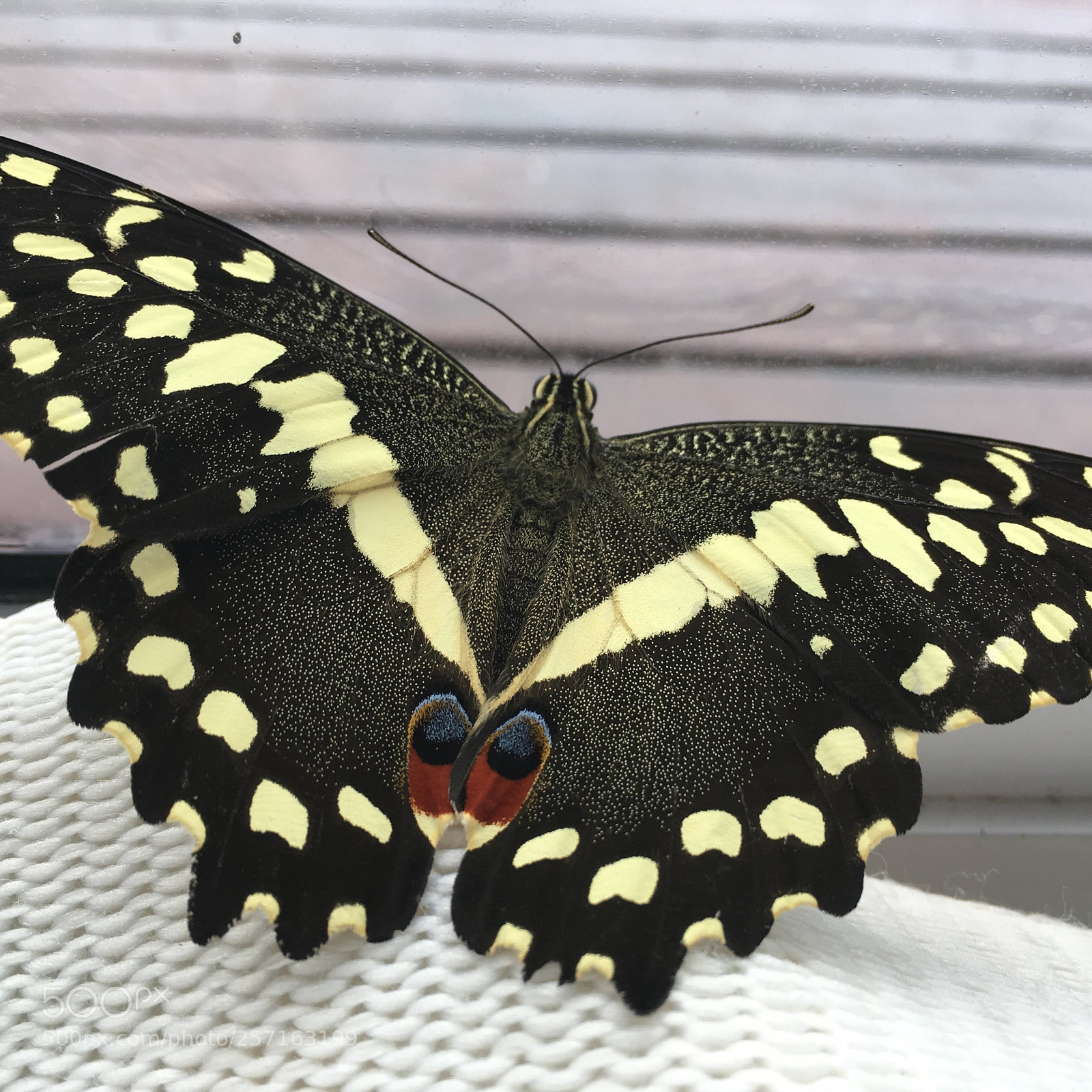 Apple iPhone SE sample photo. Madam butterfly photography