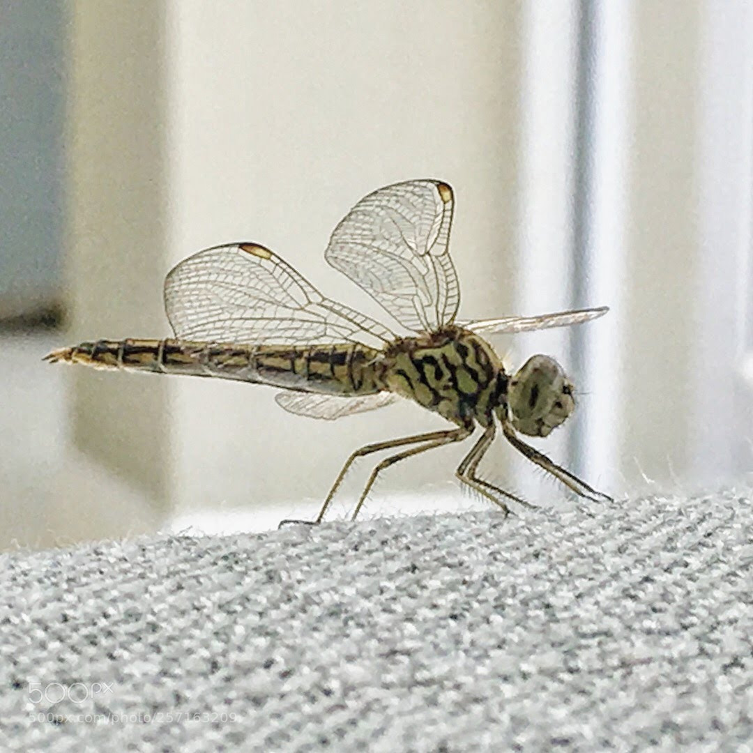 Apple iPhone SE sample photo. Img photography