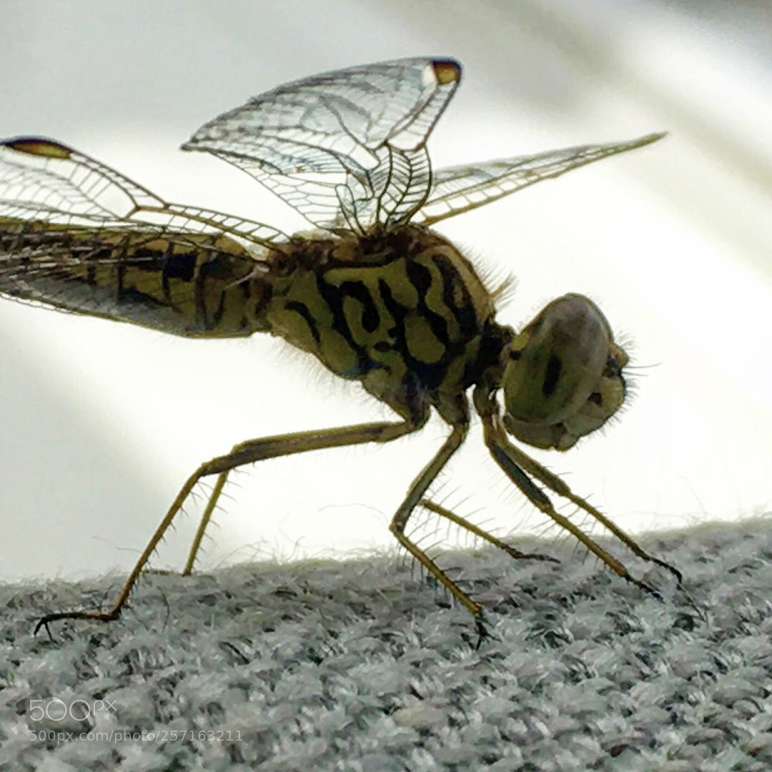 Apple iPhone SE sample photo. Dragonfly photography