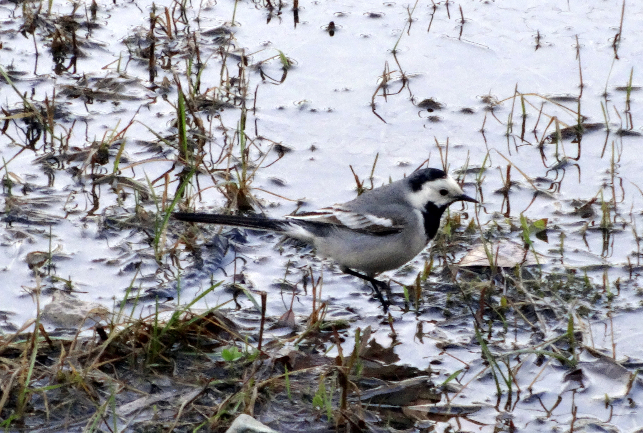 Sony Cyber-shot DSC-WX80 sample photo. Wagtail photography