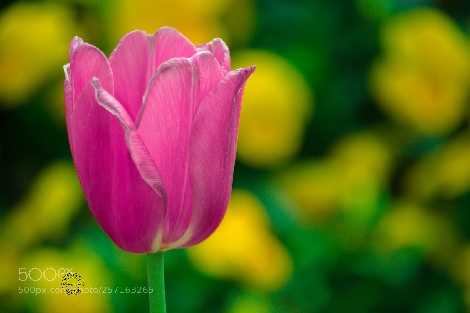 Nikon D3400 sample photo. Flower photography