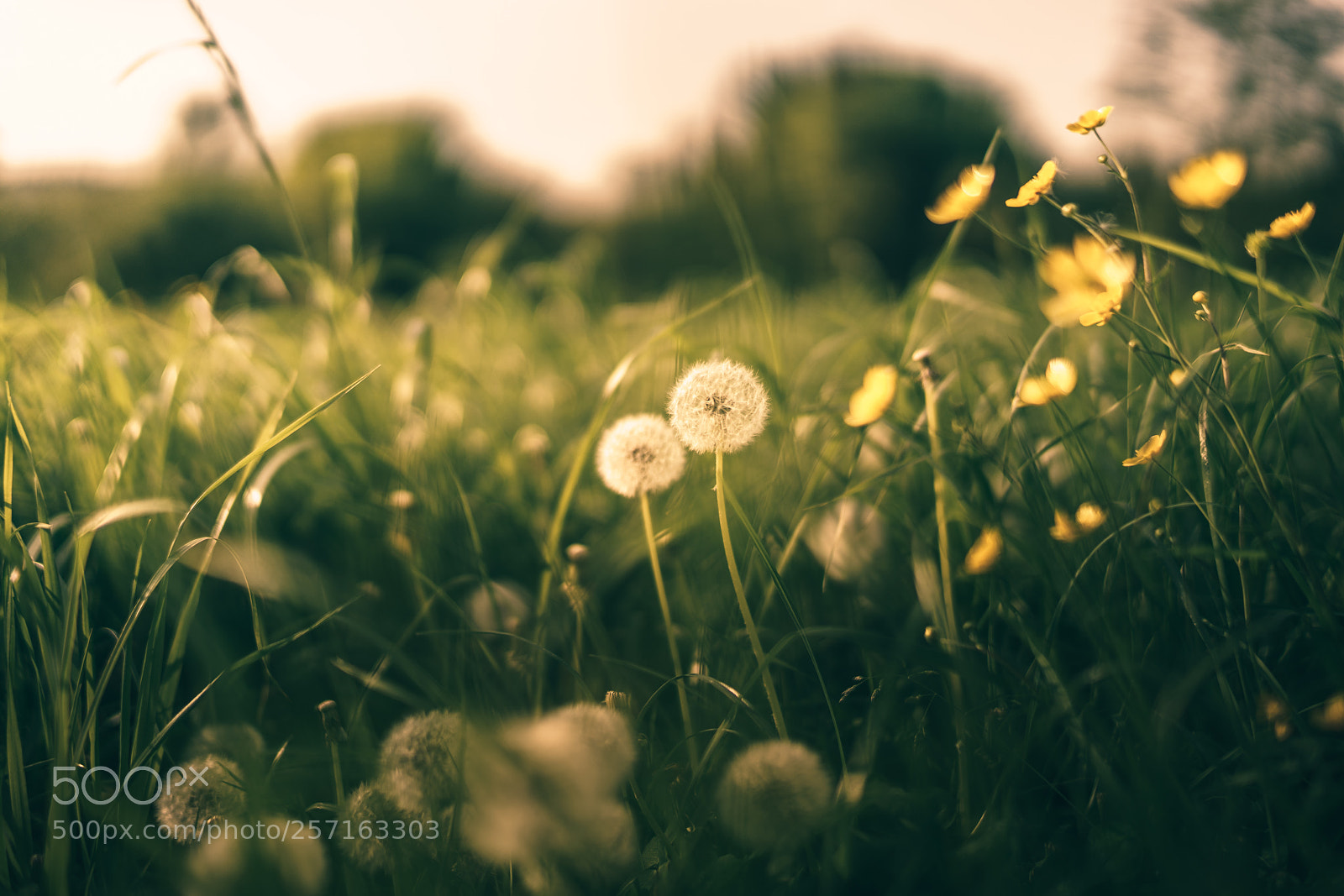 Sony a7R II sample photo. Yelloooooowwwww photography