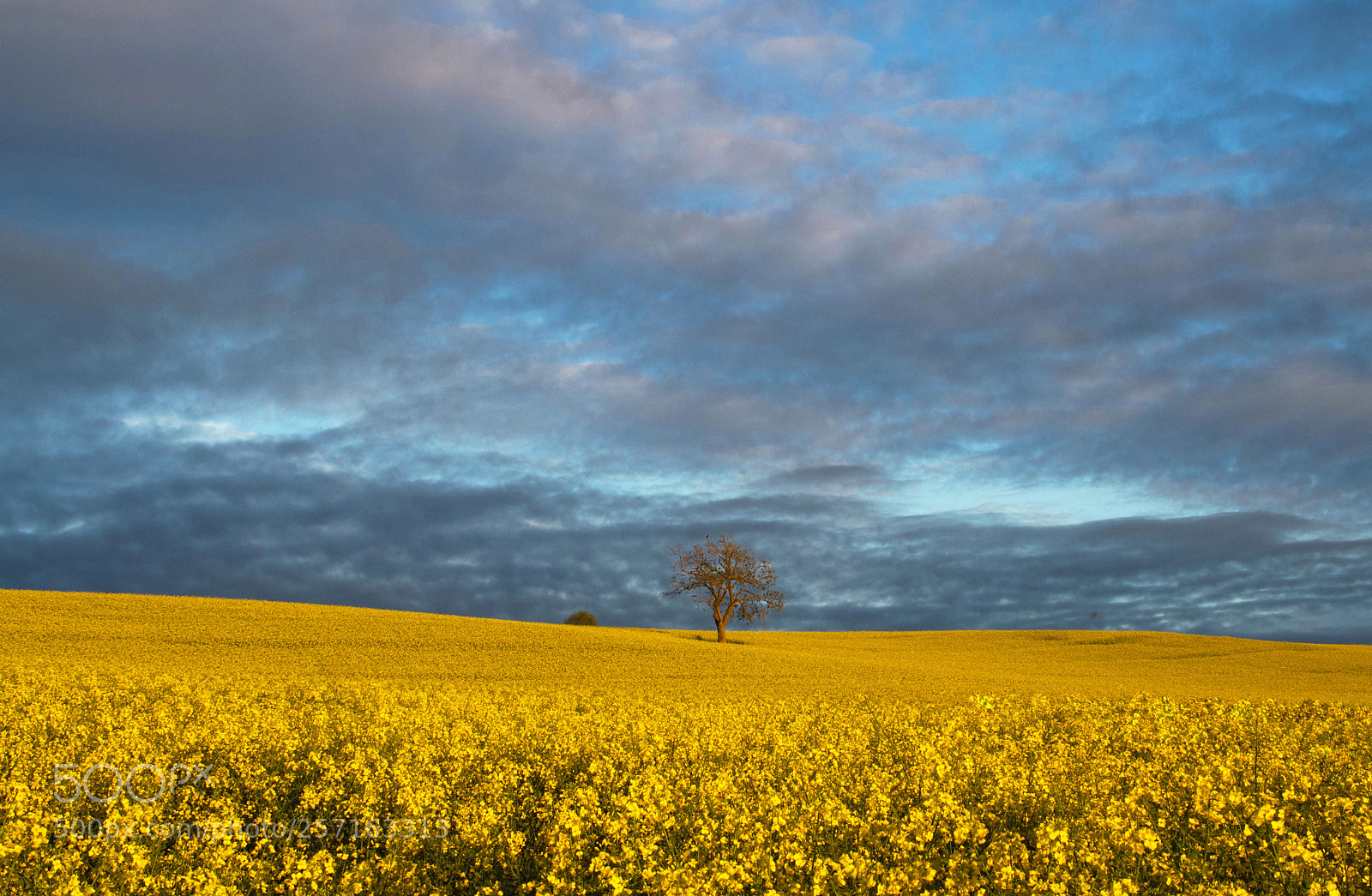 Canon EOS 7D sample photo. Golden field photography