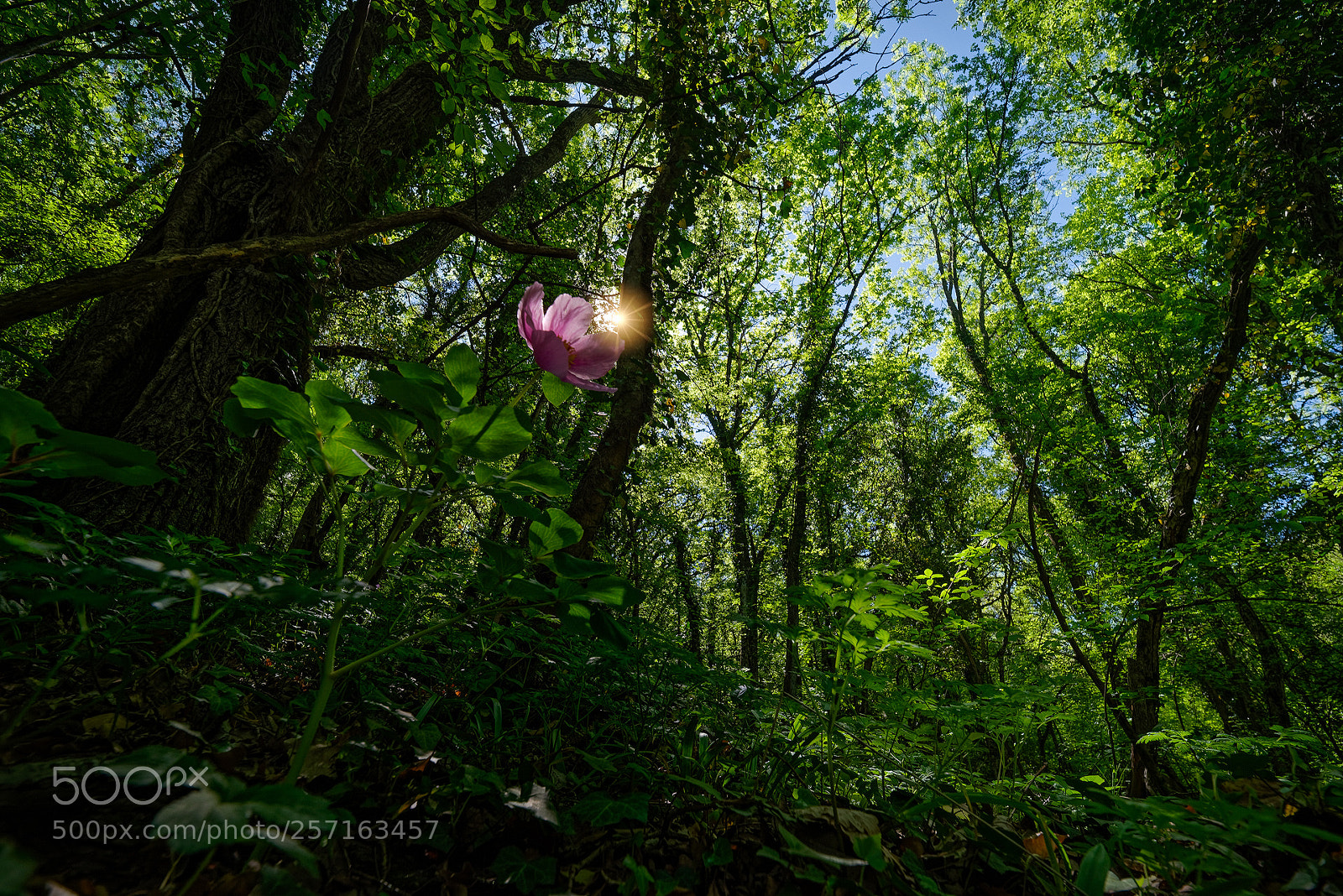 Pentax K-1 sample photo. Wild peonies of mangup-kale (3) photography