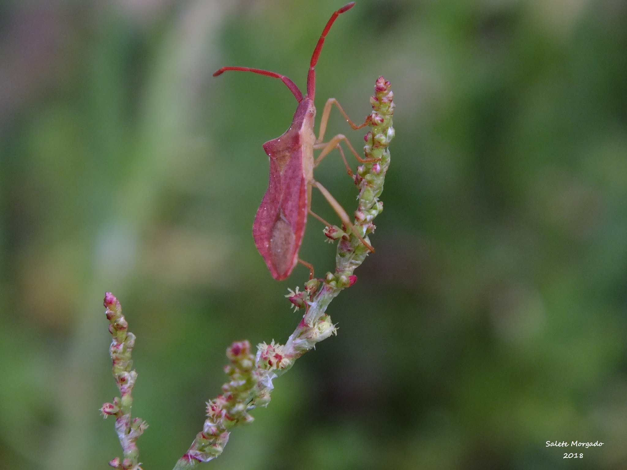 Fujifilm FinePix HS30EXR sample photo. Insecto photography