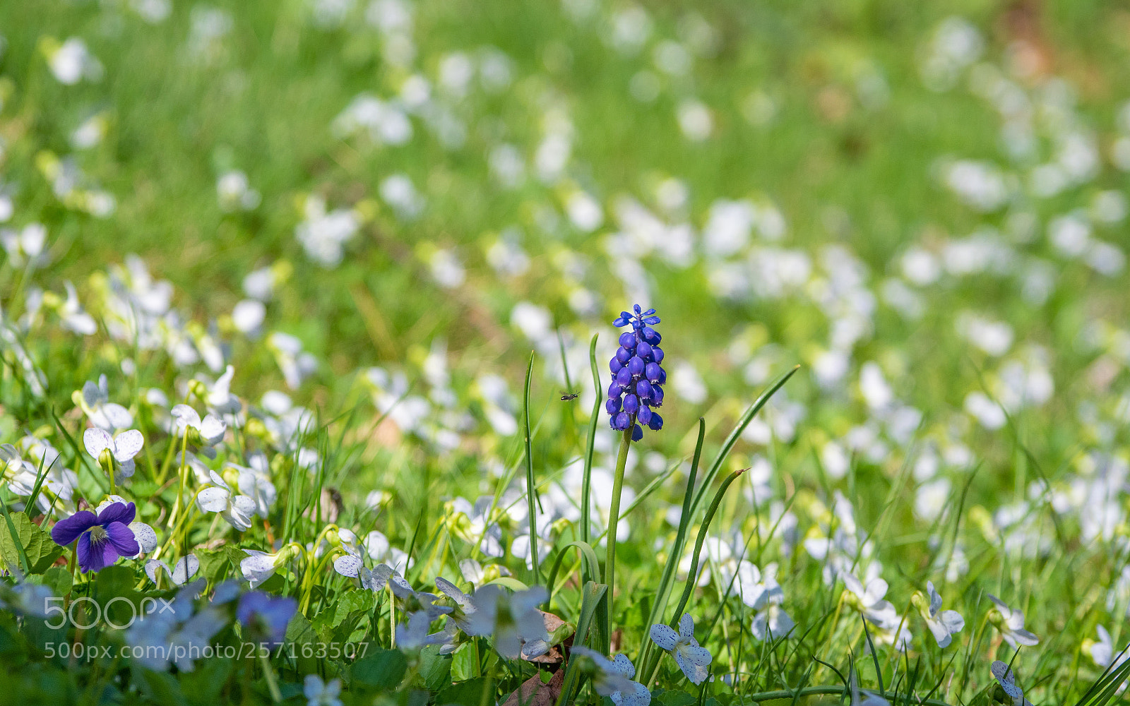 Olympus OM-D E-M1 Mark II sample photo. Grape hyacinth photography