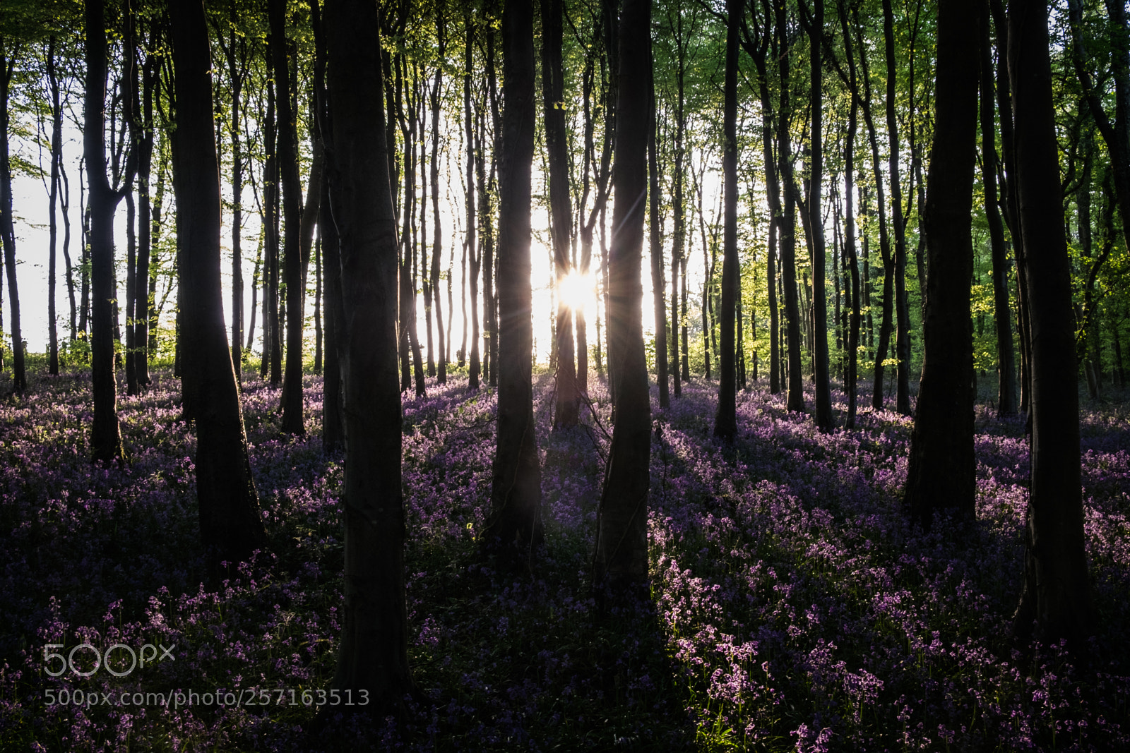 Fujifilm X-T10 sample photo. Bluebellwood photography
