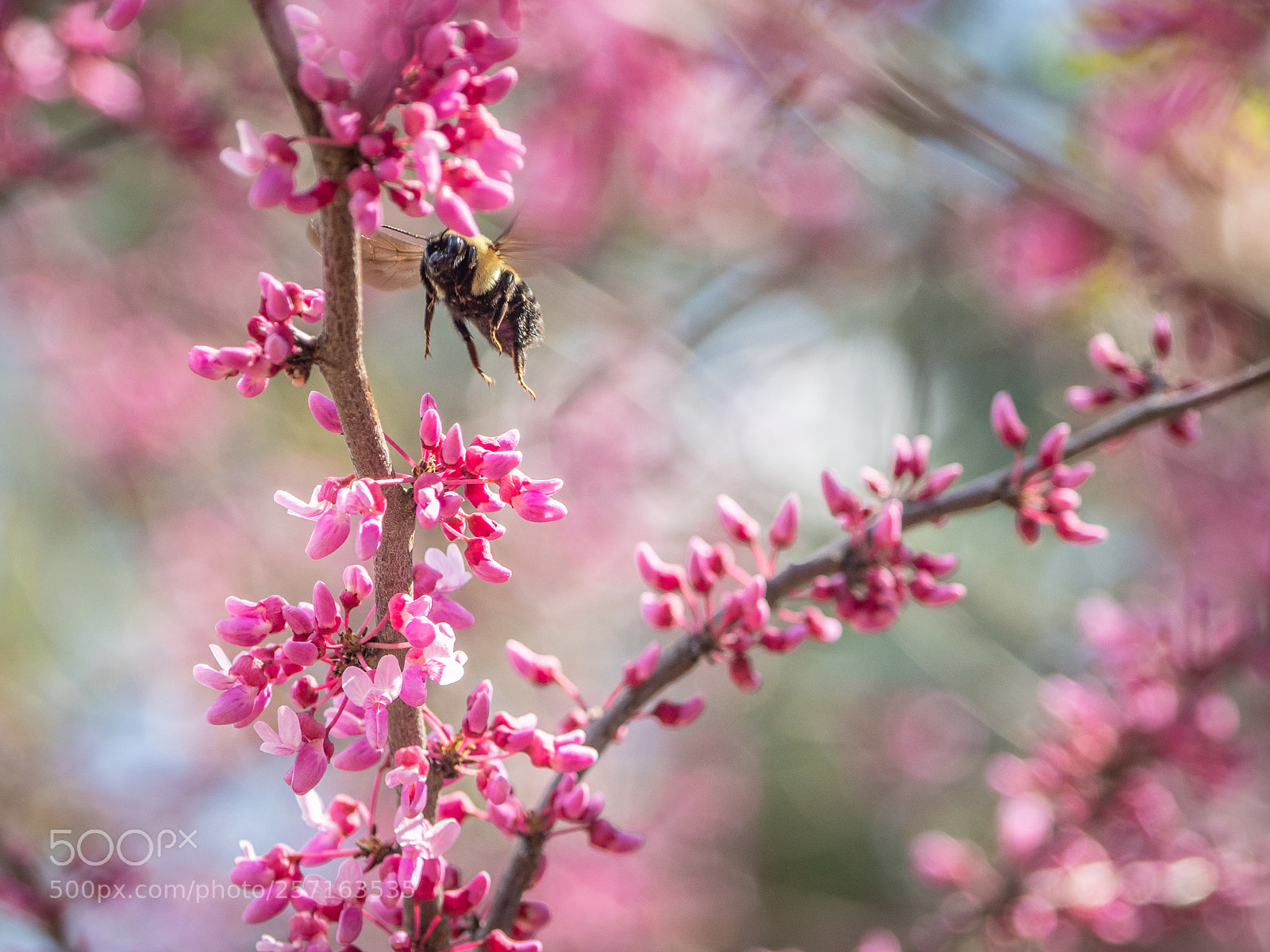Olympus OM-D E-M1 Mark II sample photo. Gathering pollen photography