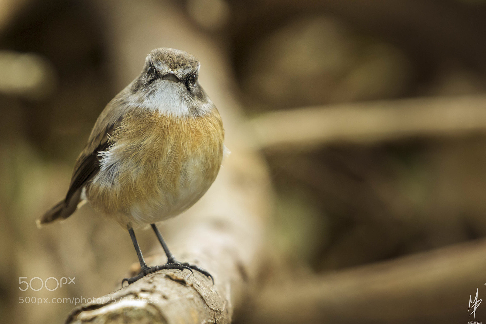 Nikon D3100 sample photo. Tec-tec saxicola tectes tarier photography