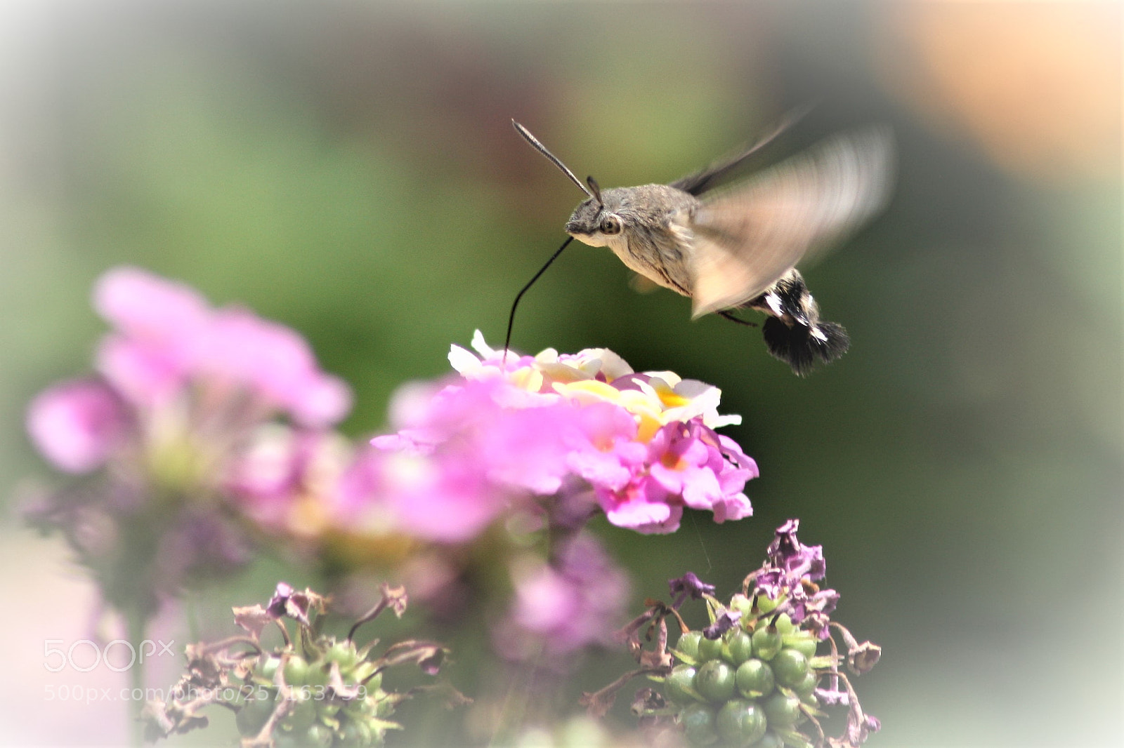 Canon EOS-1Ds Mark III sample photo. Big-sage photography