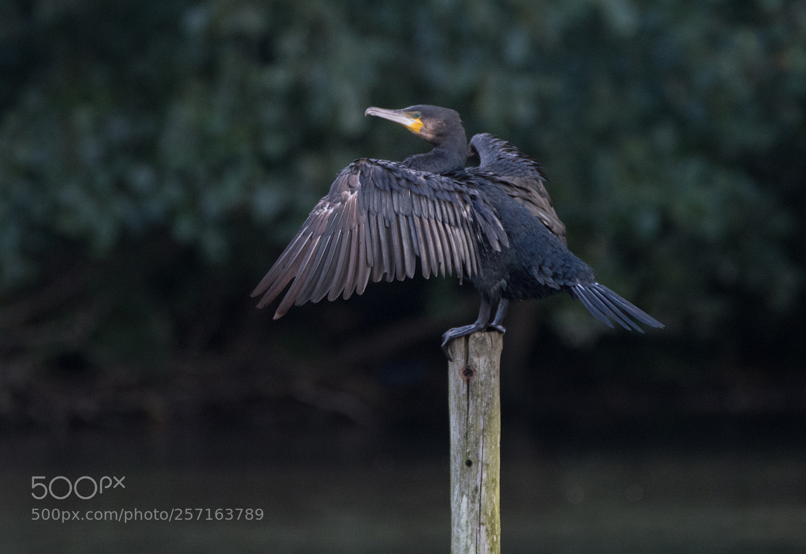 Nikon D500 sample photo. Cormorant photography