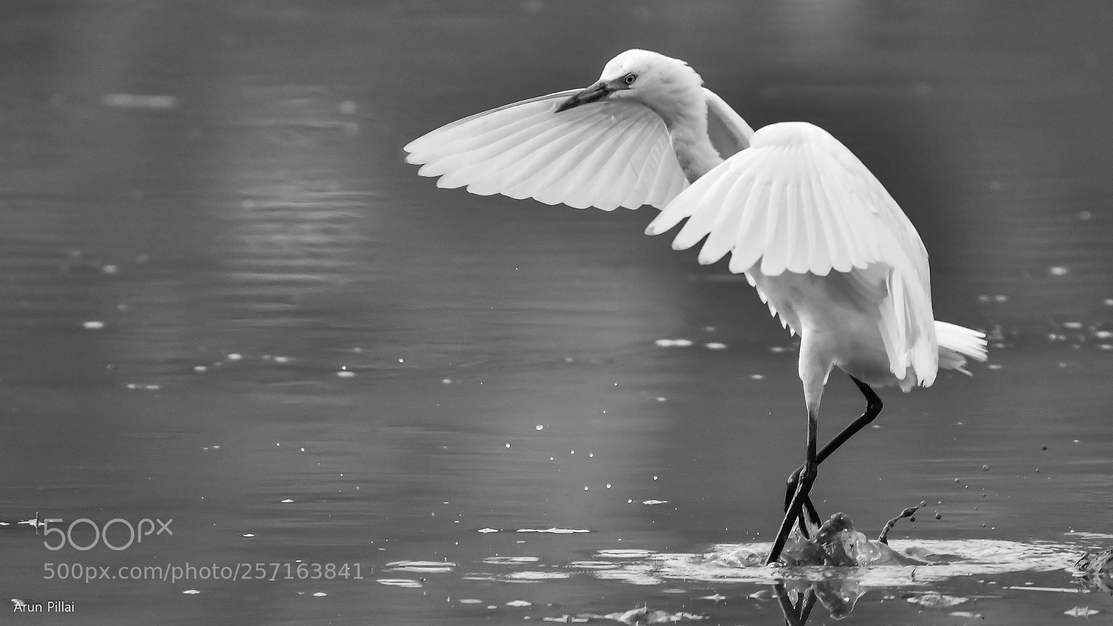 Nikon D500 sample photo. Dancing on water photography