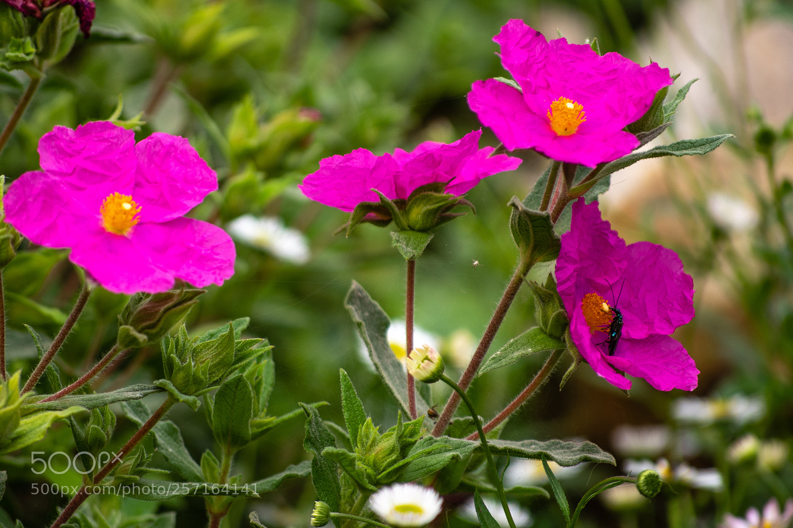 Nikon D750 sample photo. Cistus photography