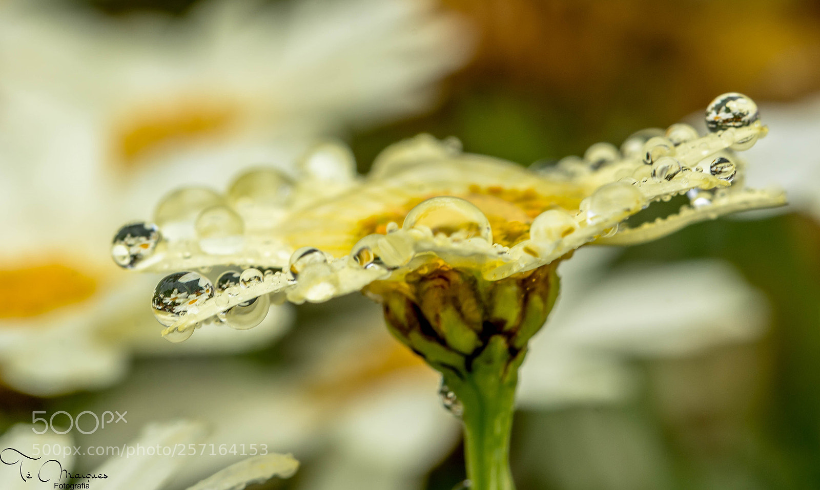 Nikon D7200 sample photo. Precious nature photography
