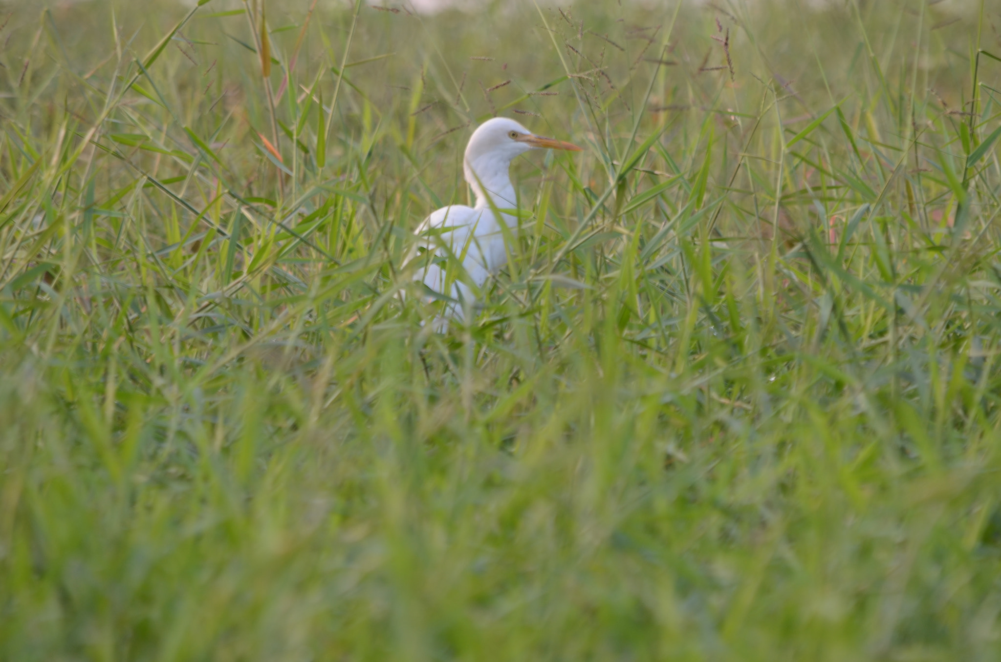 Nikon D5100 sample photo
