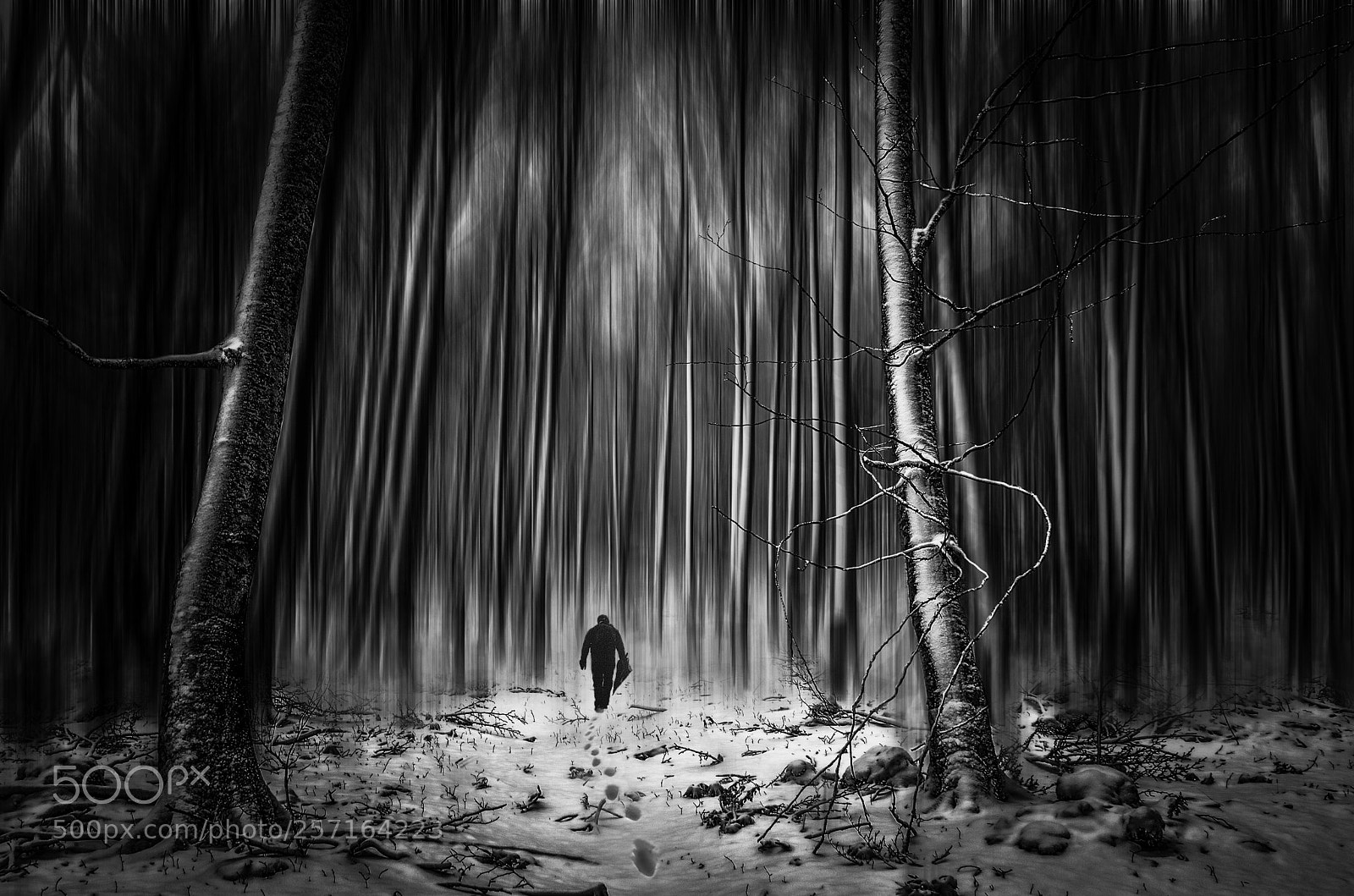 Nikon D5100 sample photo. In the woods photography