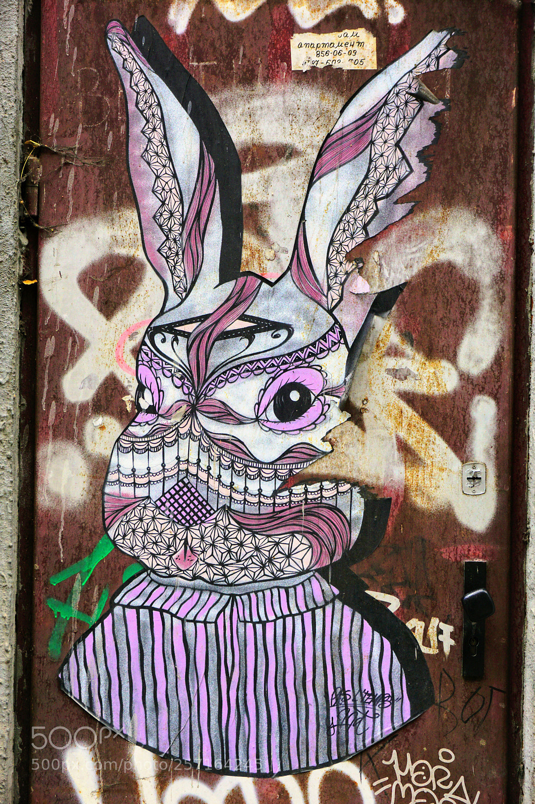 Sony a6000 sample photo. Fancy rabbit photography