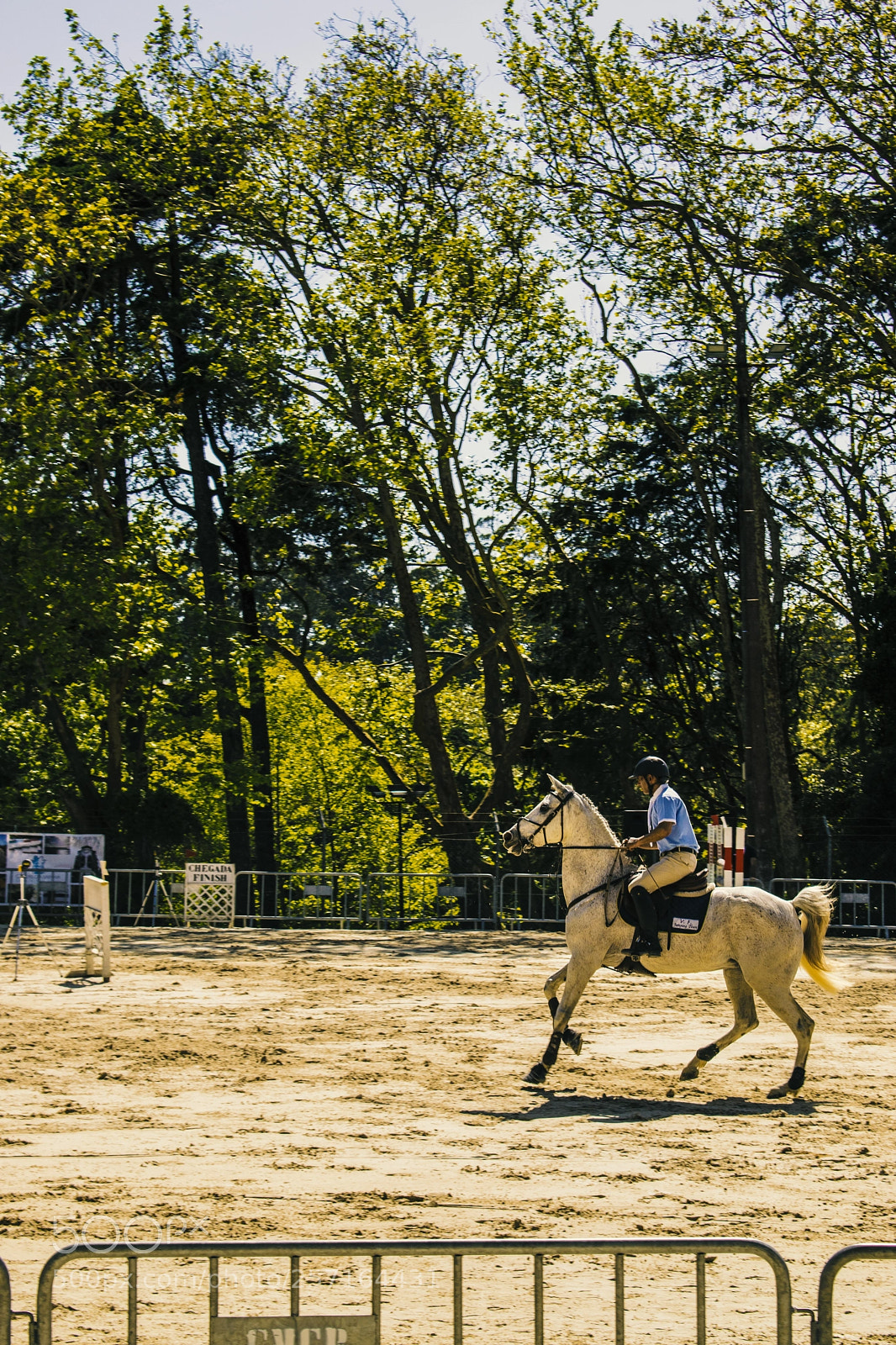 Nikon D3300 sample photo. White horse photography