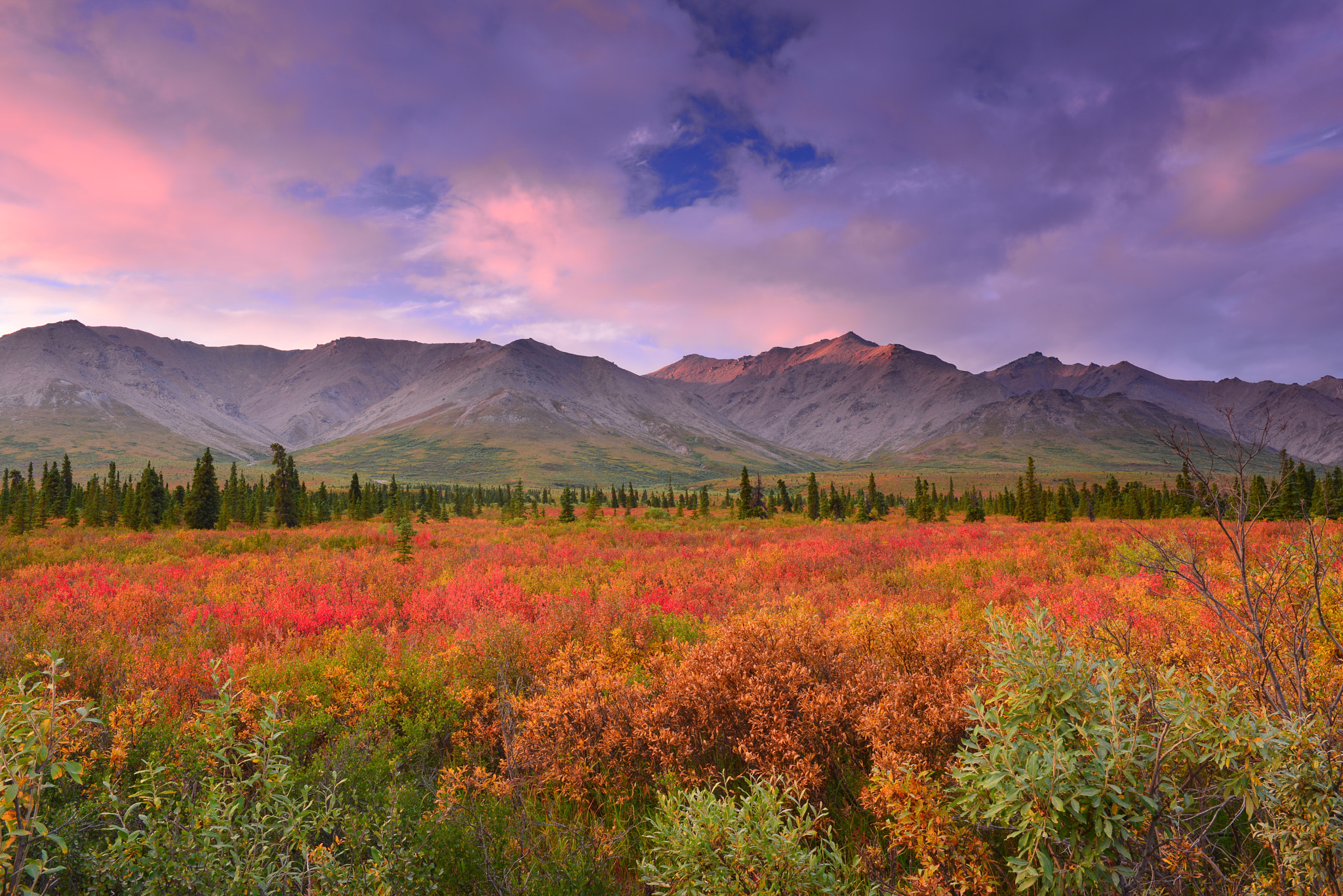 Nikon D800E sample photo. Fall color at denali photography
