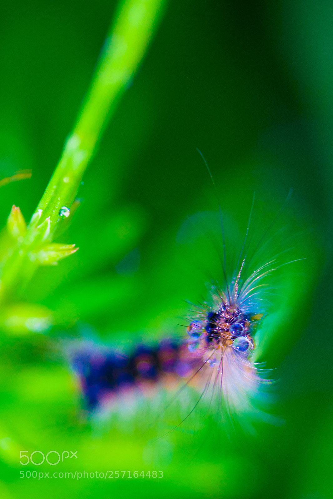 Canon EOS 1000D (EOS Digital Rebel XS / EOS Kiss F) sample photo. Caterpillar in the morning photography