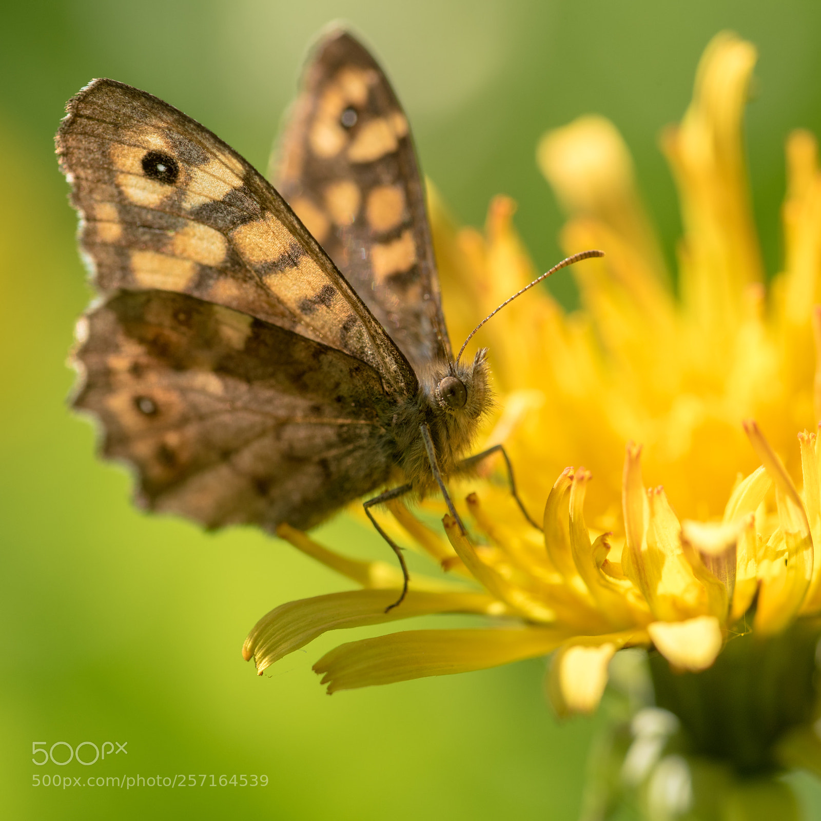 Nikon D750 sample photo. _dsc5546-2.jpg photography
