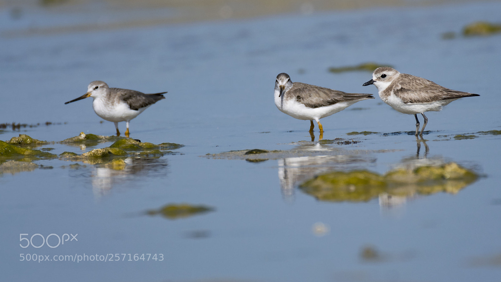 Nikon D500 sample photo. Seashells birds photography