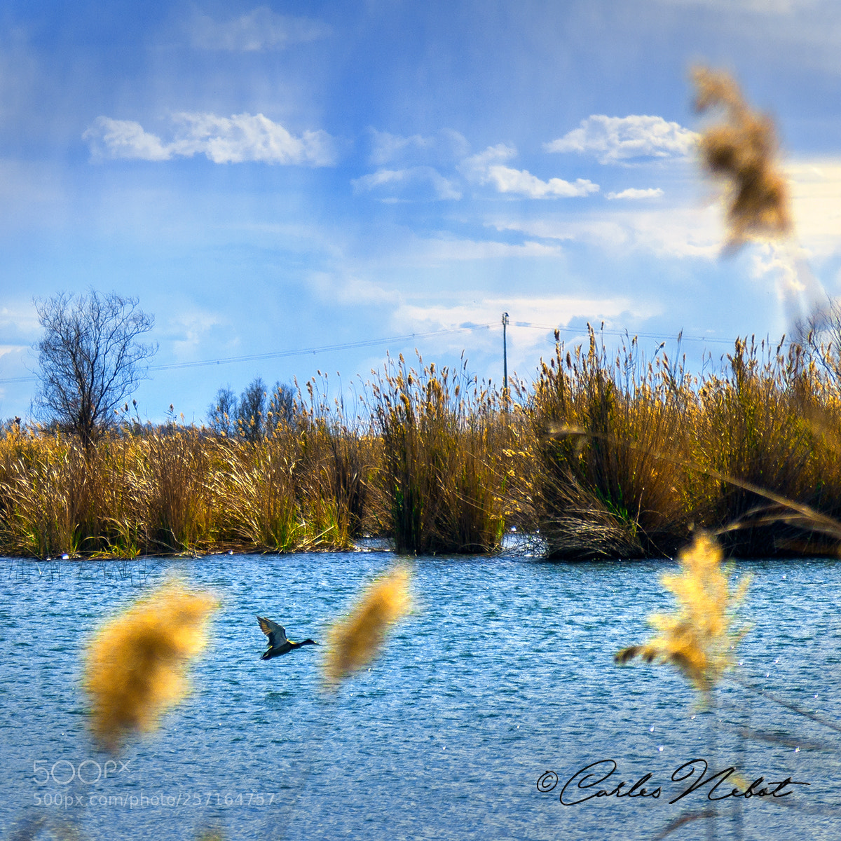 Canon EOS 5D Mark II sample photo. 4465.jpg photography